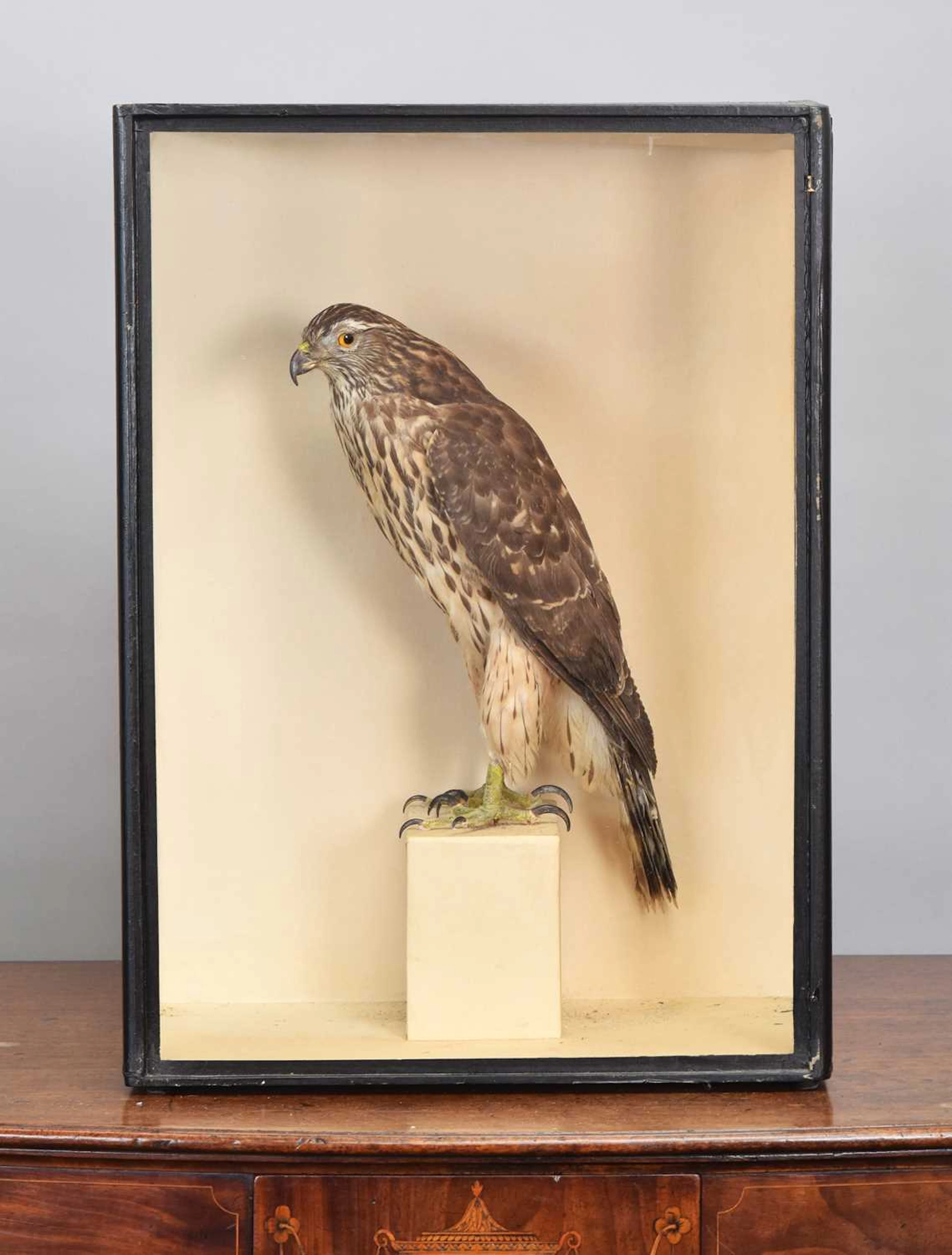 Taxidermy: A Cased Goshawk (Accipiter gentilis), early 20th century