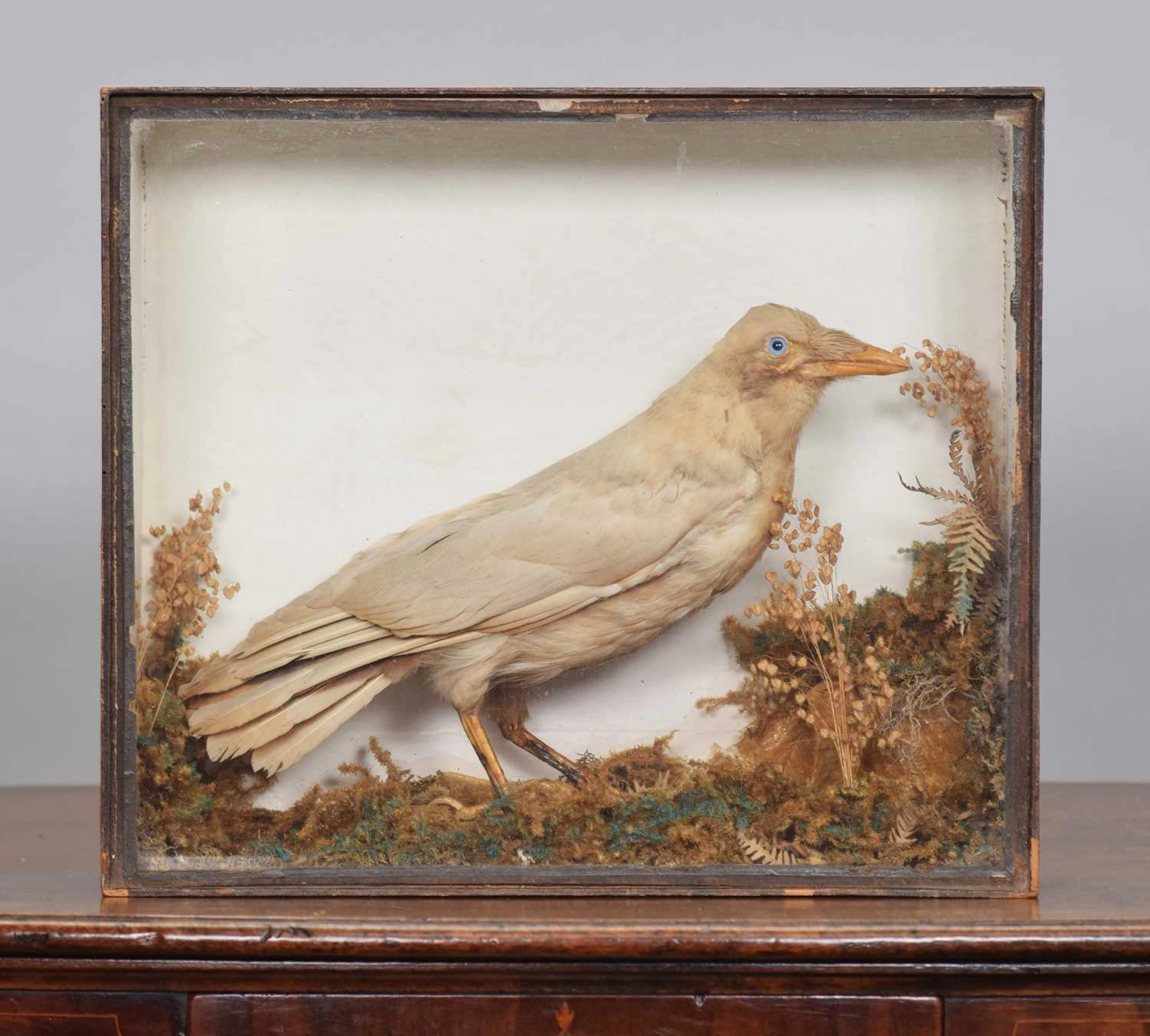 Taxidermy: A Late Victorian Cased Leucistic Carrion Crow (Corvus corone)