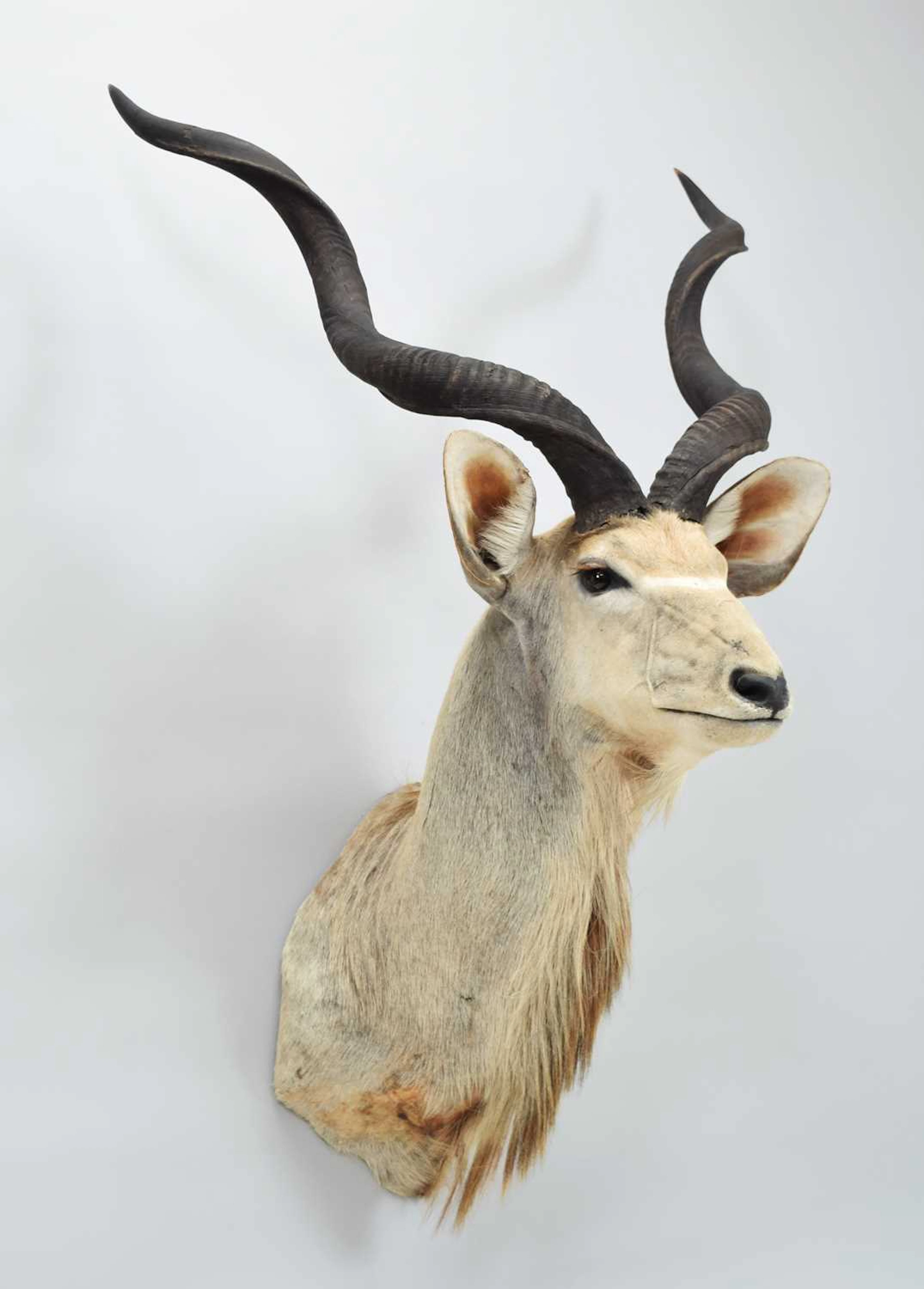 Taxidermy: Cape Greater Kudu (Strepsiceros strepsiceros), modern