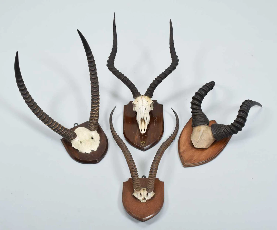 Antlers/Horns: A Group of African Big Game Trophy Horns, early 20th century