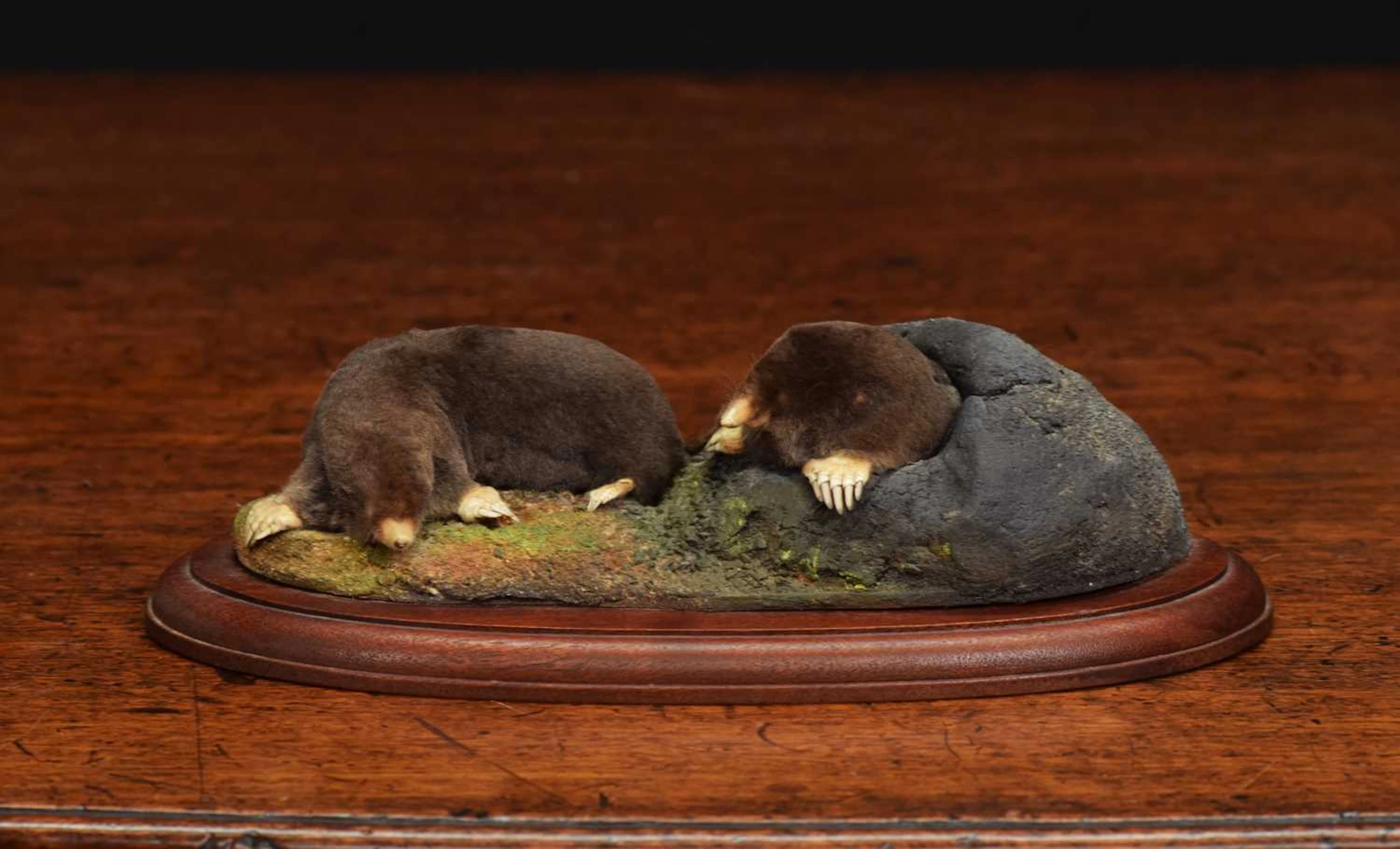 Taxidermy: A Pair of Garden Moles (Talpa europaea), modern, (Talpa