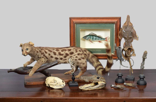 Taxidermy: A Collection of Various Animals Fish and Reptiles