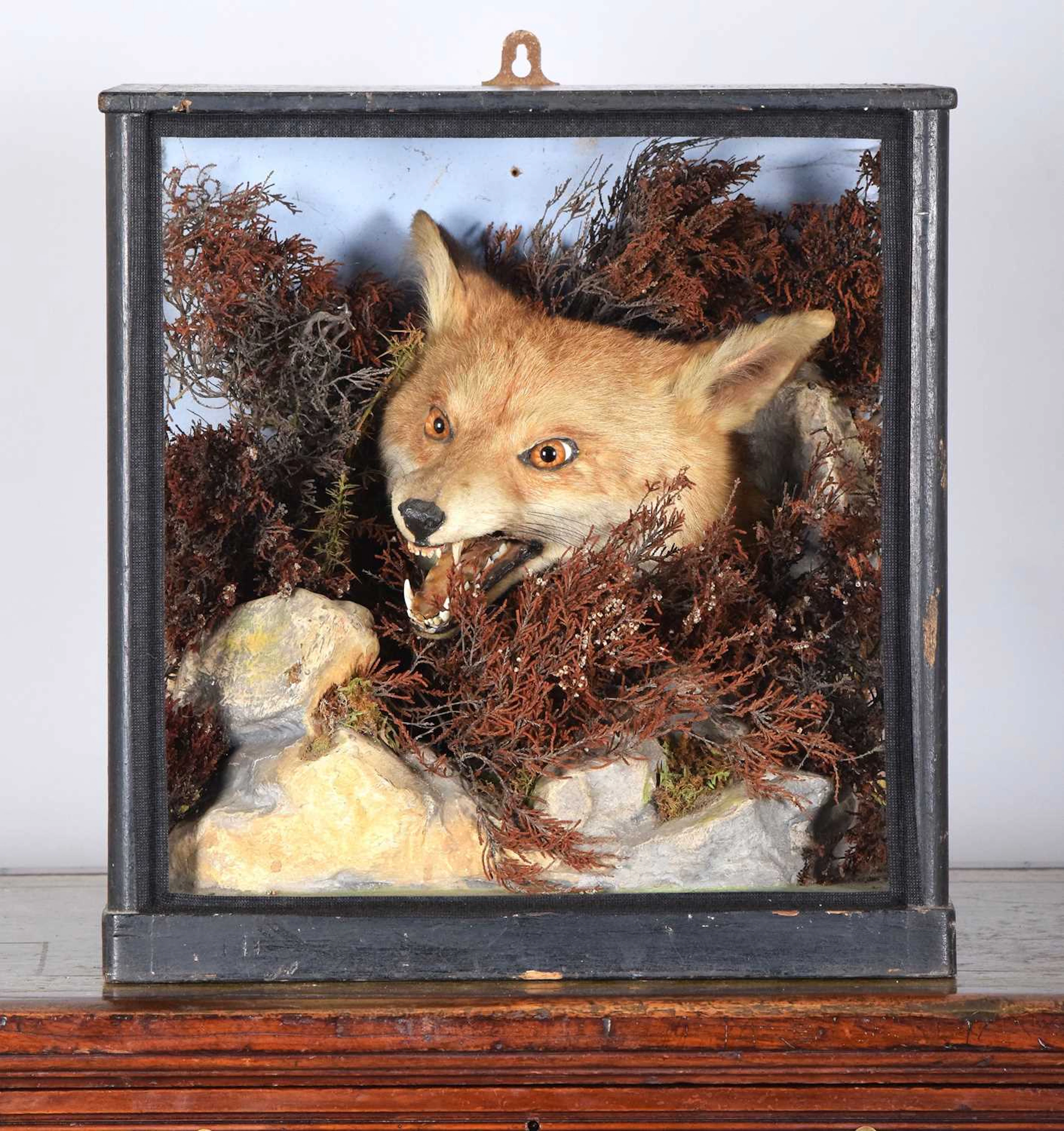 Taxidermy: A Victorian Cased Red Fox Head (Vulpes vulpes), by Henry