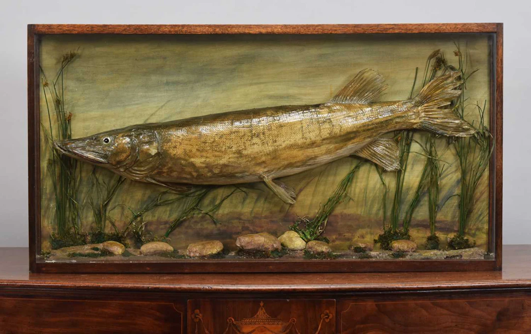 Taxidermy: A Cased Northern Pike (Esox lucius), circa 1965, by Hugh