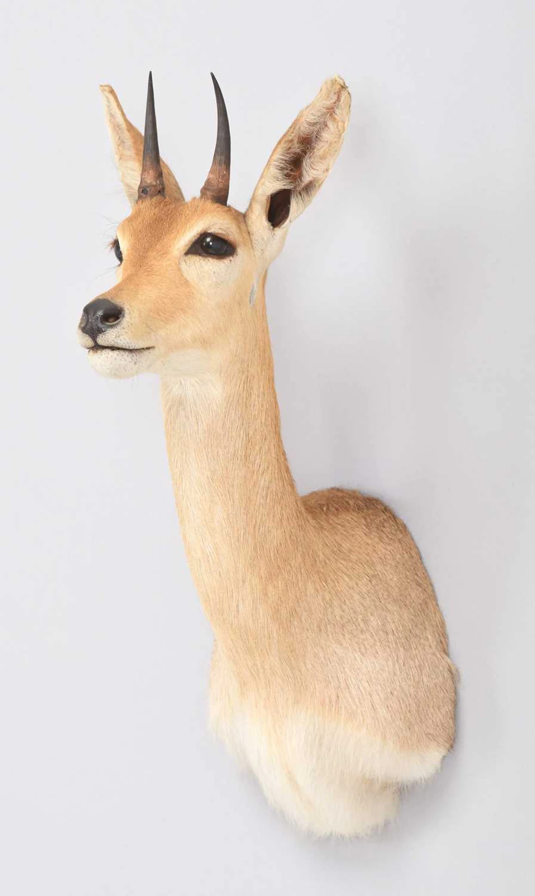 Taxidermy: Southern Mountain Reedbuck (Redunca fulvorufula), 2001