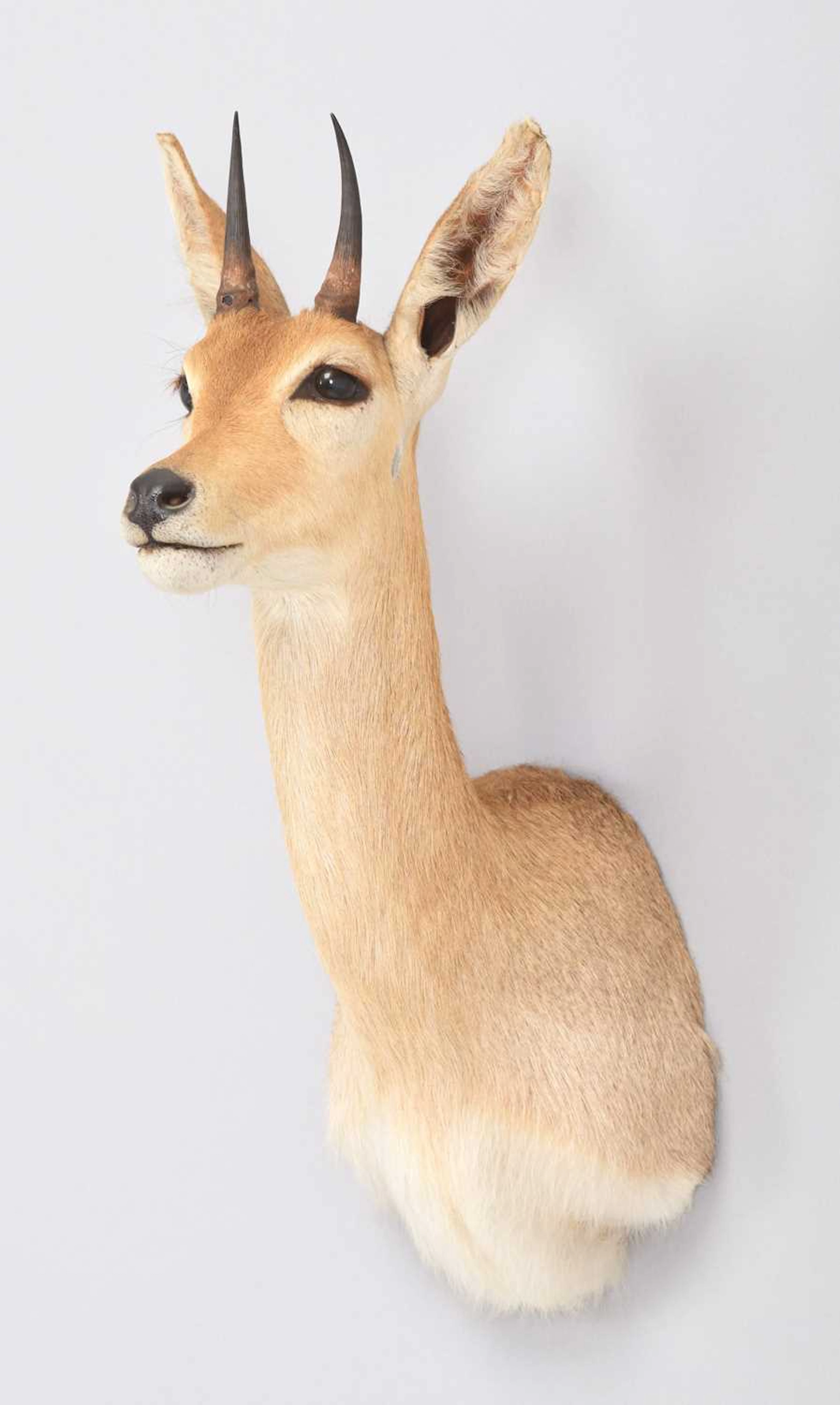 Taxidermy: Southern Mountain Reedbuck (Redunca fulvorufula), 2001