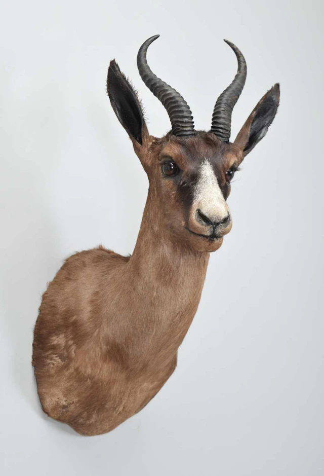 Taxidermy: Chocolate Brown South African Springbok (Antidorcas marsupialis)