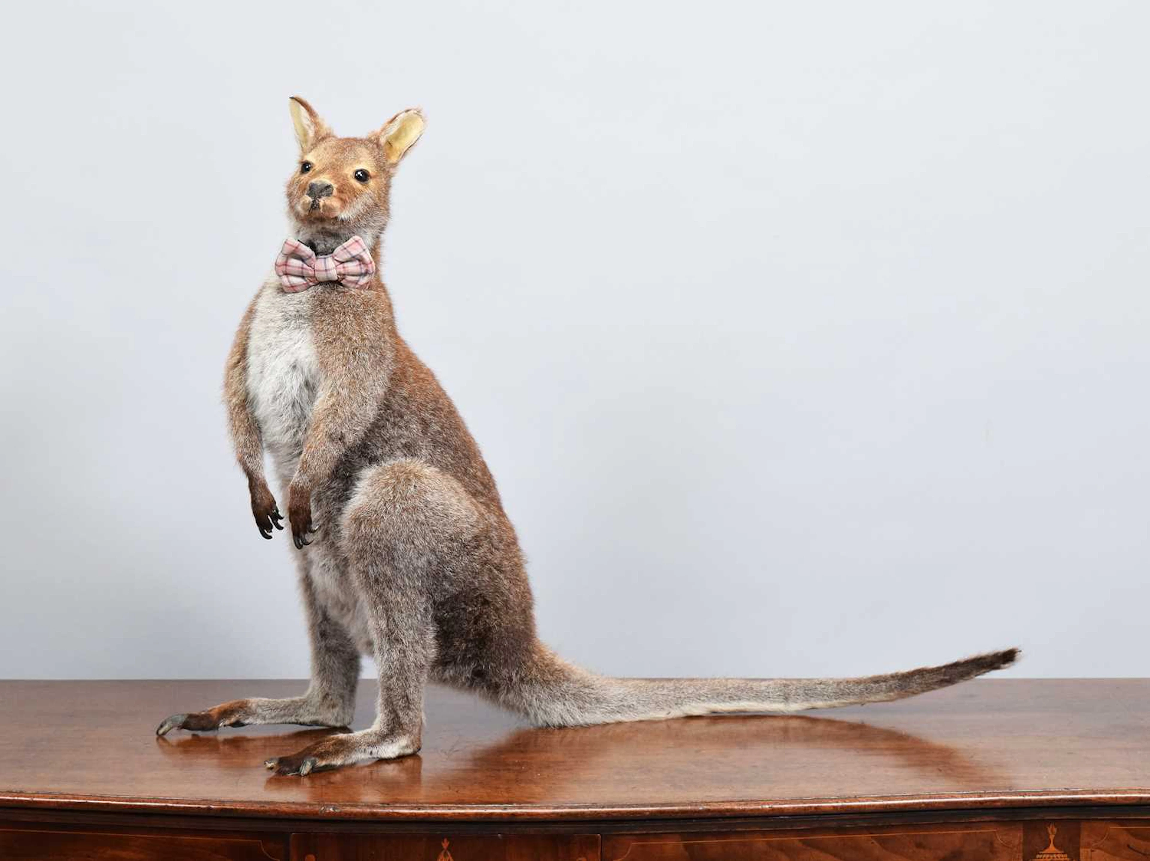 Taxidermy: Red-necked Wallaby (Notamacropus rufogriseus), modern
