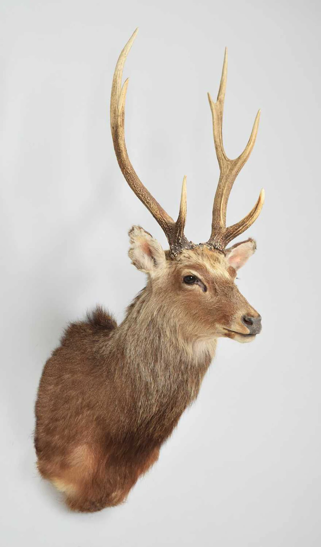 Taxidermy: Sika Deer (Cervus nippon), modern, by Colin Dunton, Taxidermy