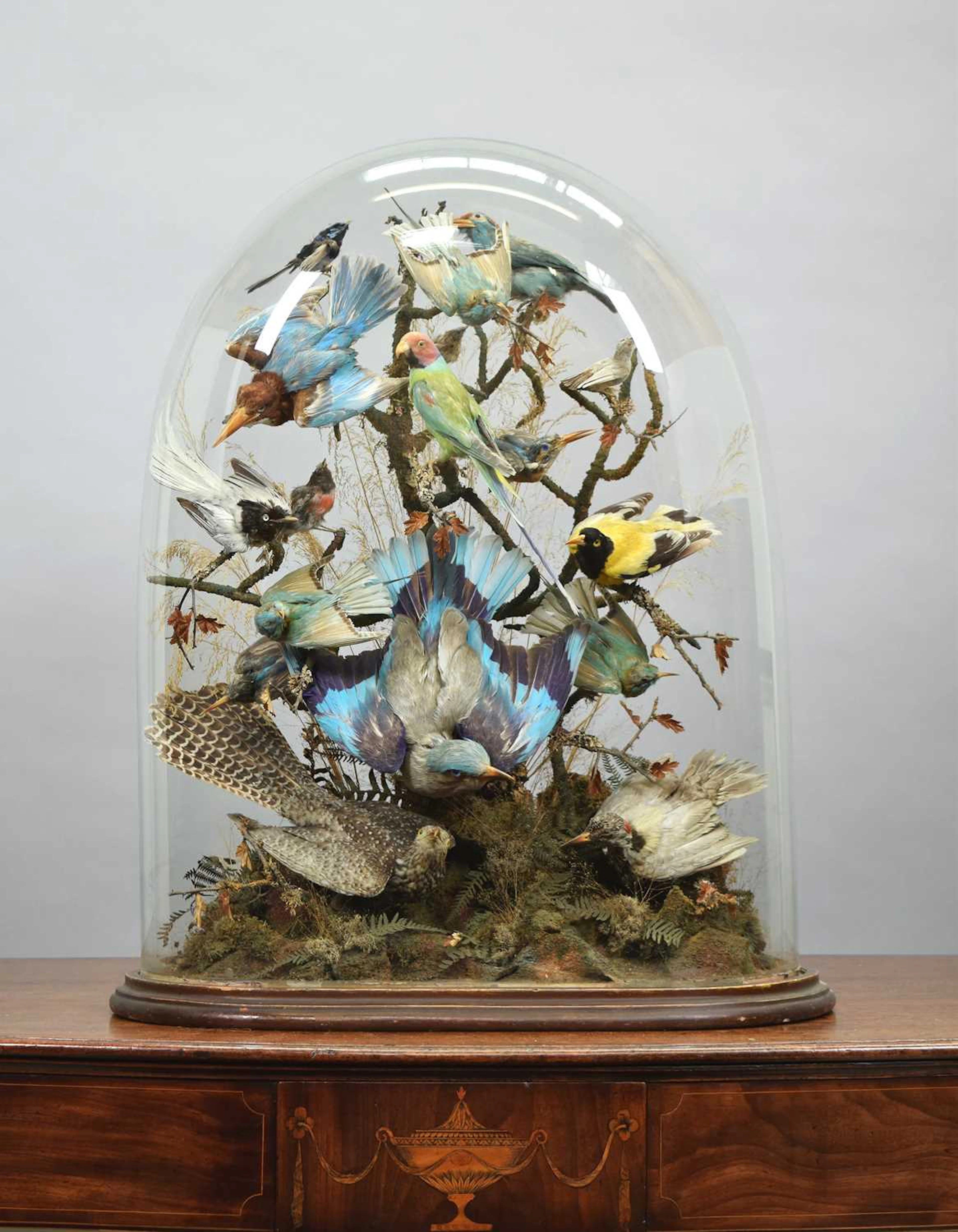 Taxidermy: A Large Victorian Dome of Tropical Birds Native to Europe