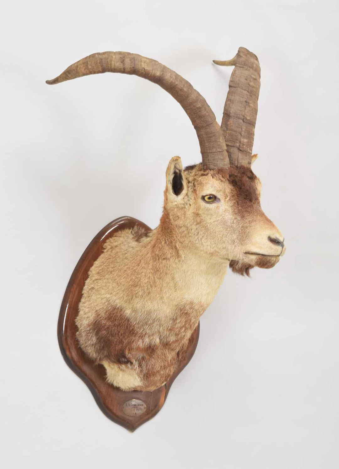 Taxidermy: Spanish Ibex, dated 1986, Spain