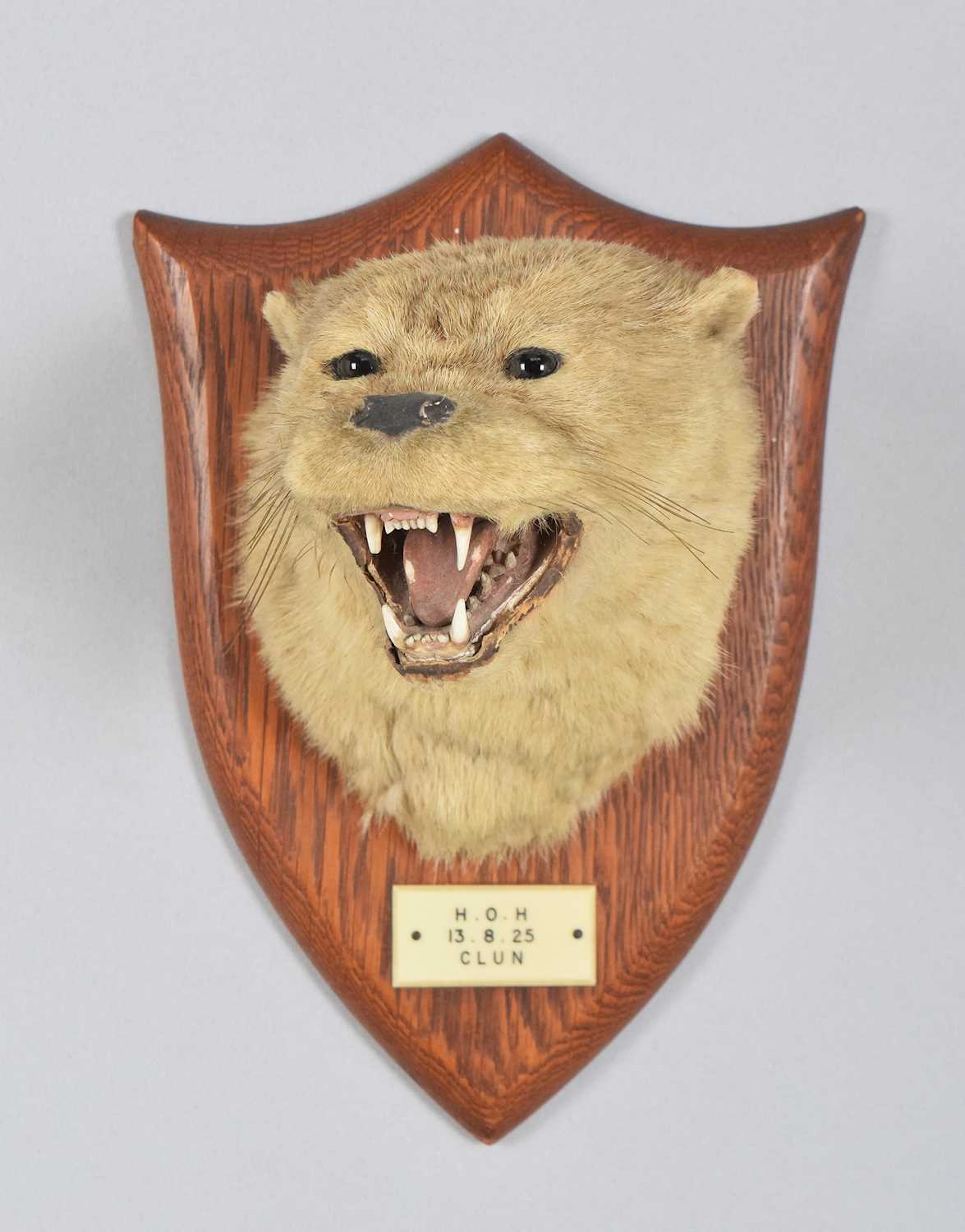 Taxidermy: Eurasian Otter Mask (Lutra lutra), (Lutra lutra), dated