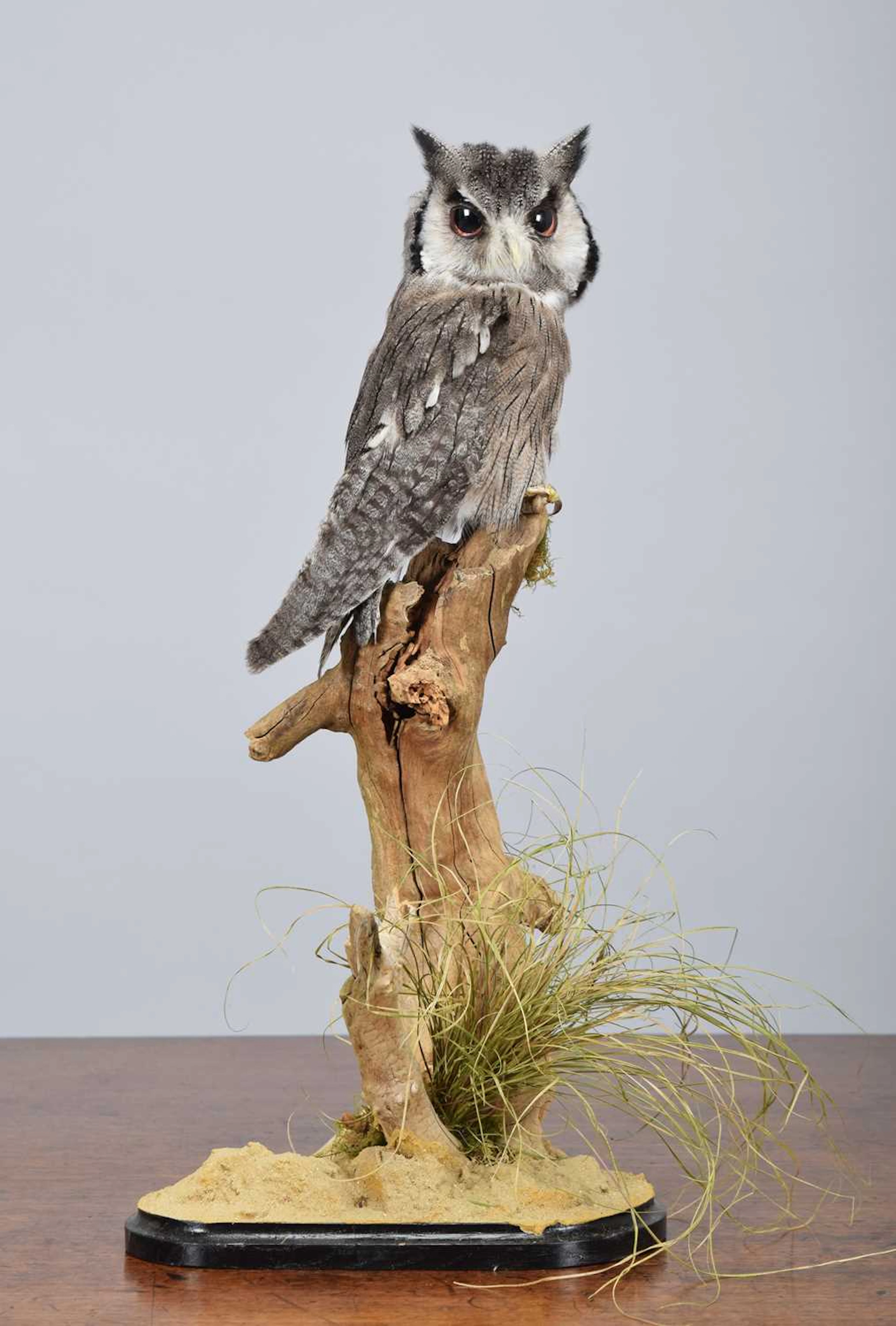 Taxidermy: Northern White-faced Scops Owl (Ptilopsis leucotis), modern