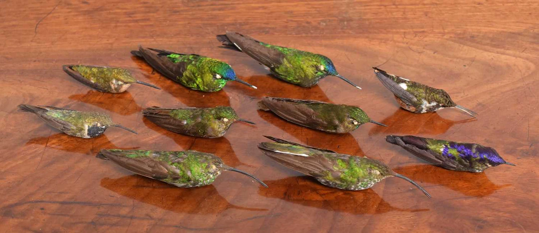 Taxidermy: A Group of Tropical Hummingbird Study Skins, early 20th century