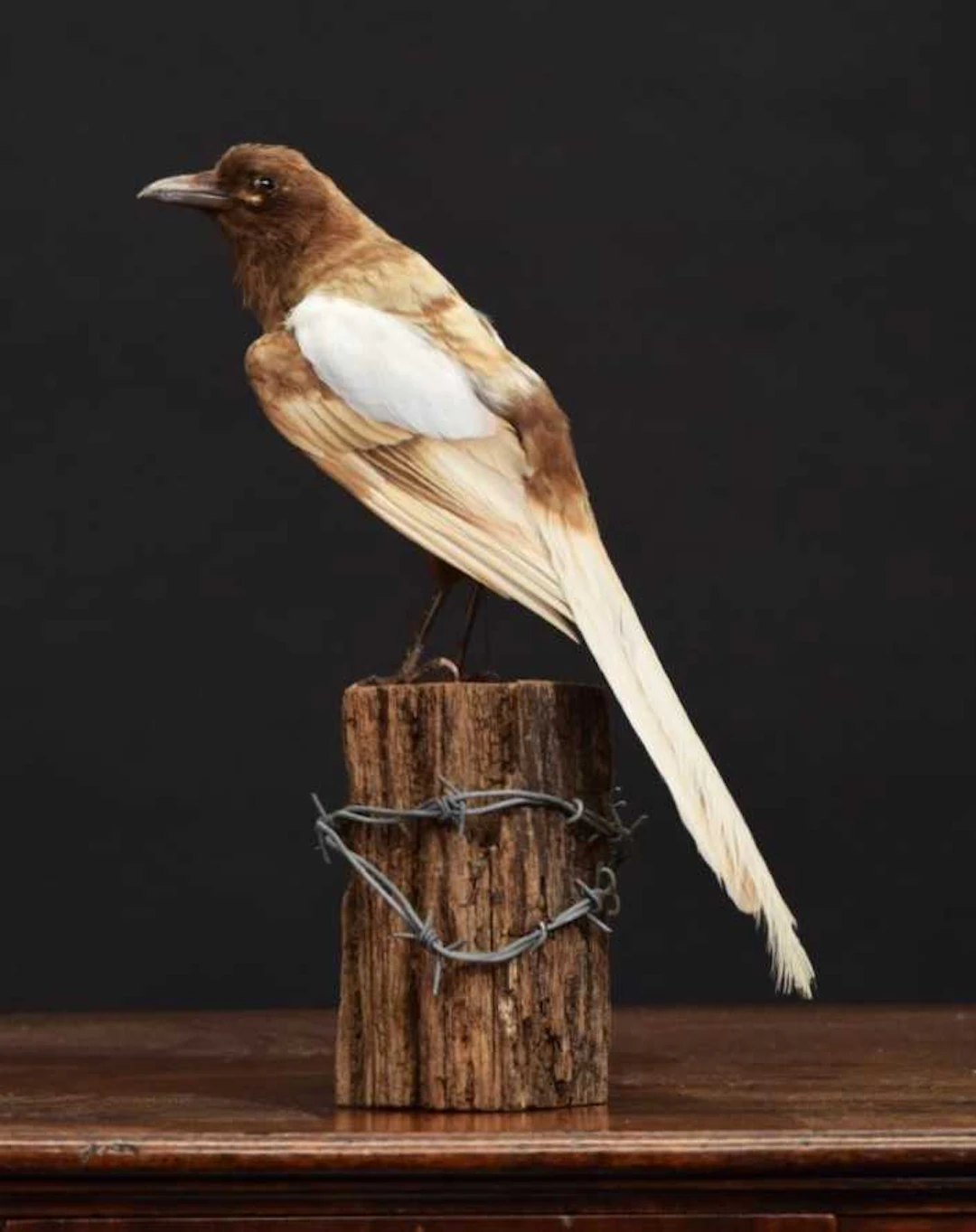 Taxidermy: A Leucistic Eurasian Magpie (Pica pica), modern, (Pica