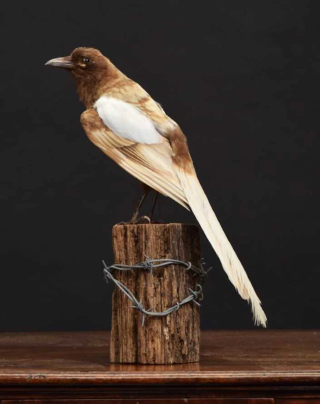 Taxidermy: A Leucistic Eurasian Magpie (Pica pica), modern, (Pica