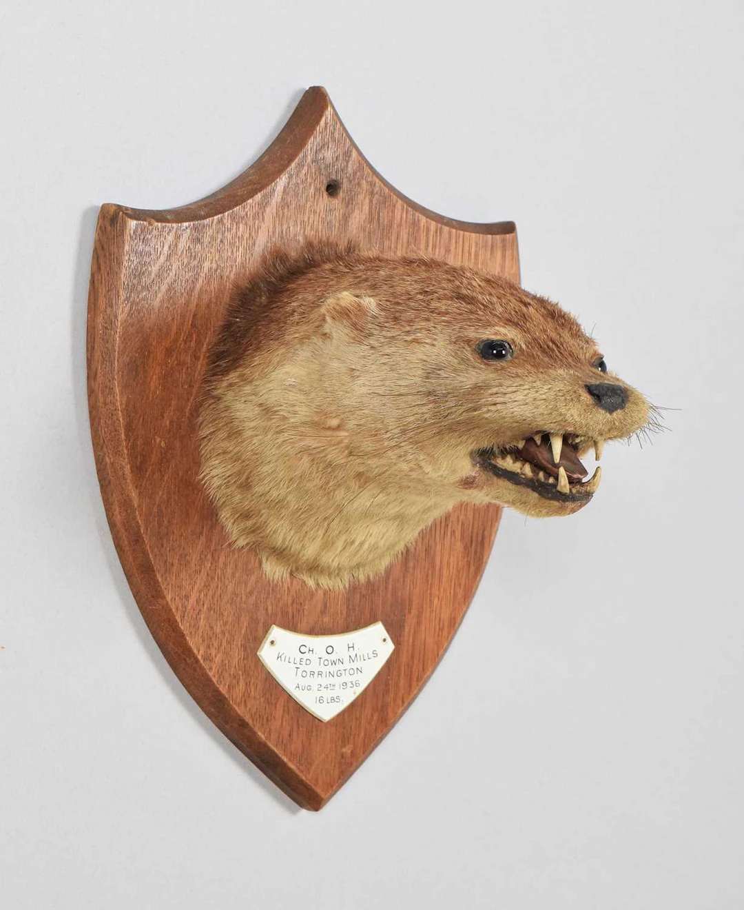 Taxidermy: Eurasian Otter Mask, dated 1936, Ch.O.H