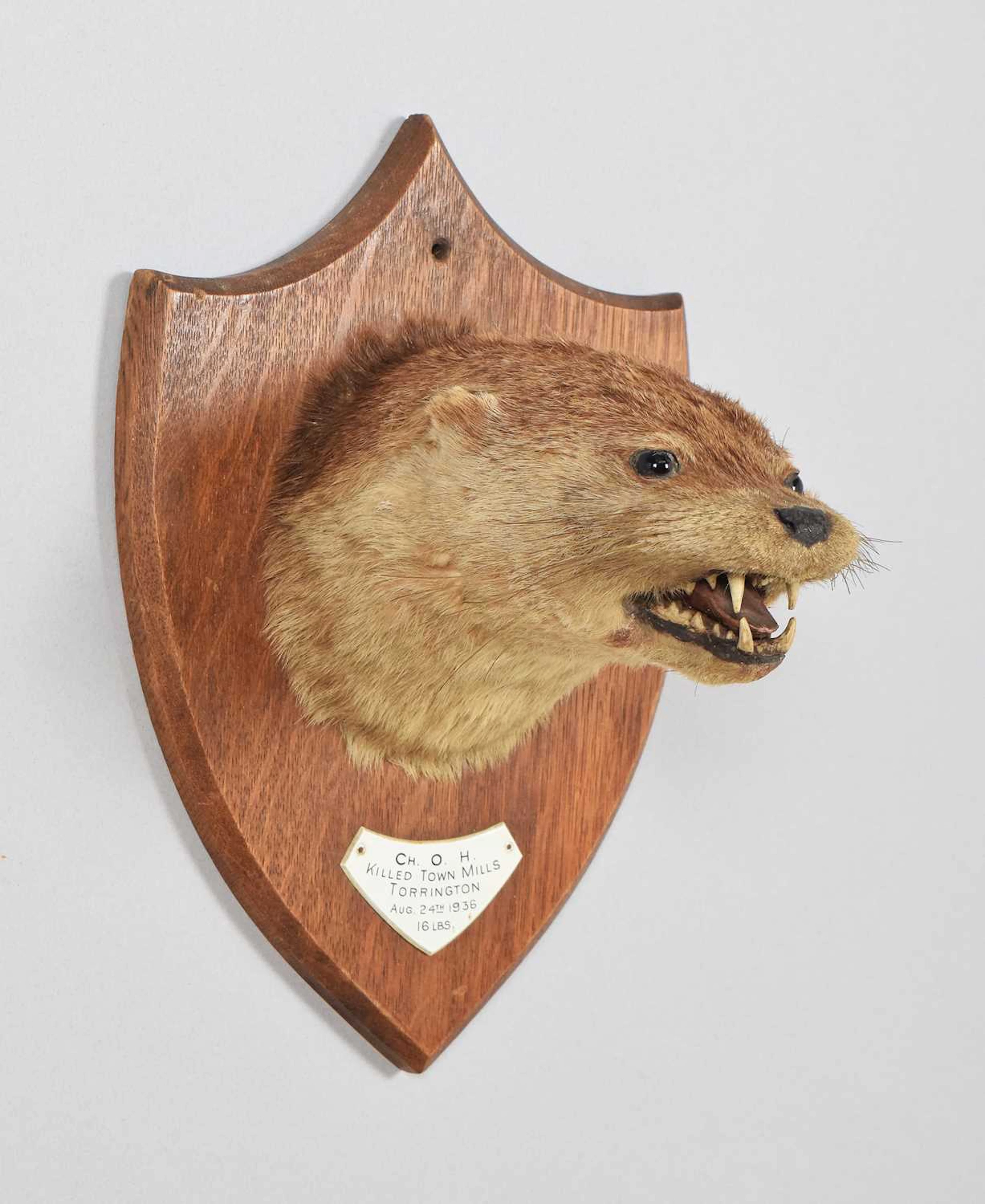 Taxidermy: Eurasian Otter Mask, dated 1936, Ch.O.H