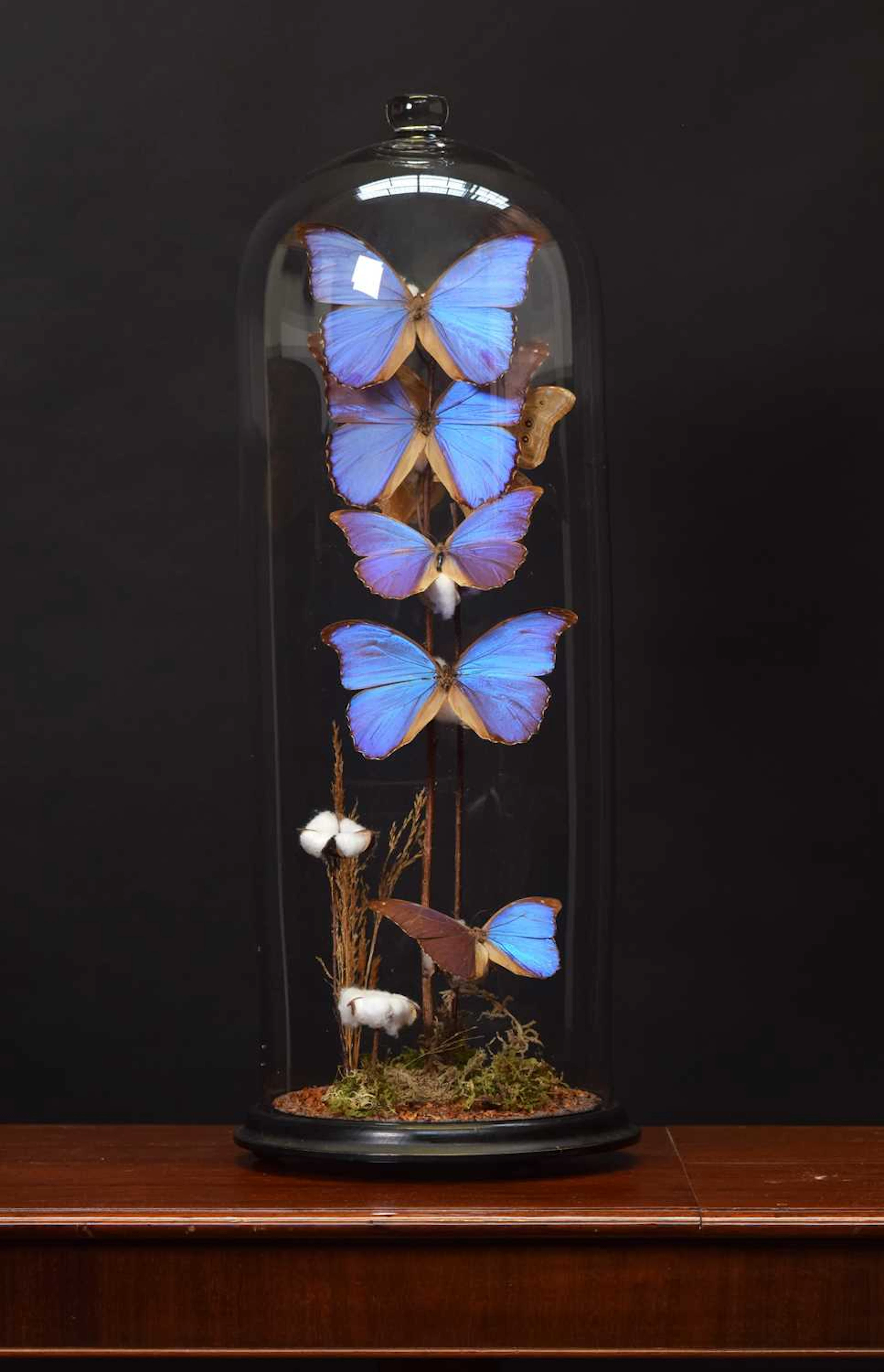 Entomology: A Display of Blue Morpho Butterflies (Morpho menelaus)