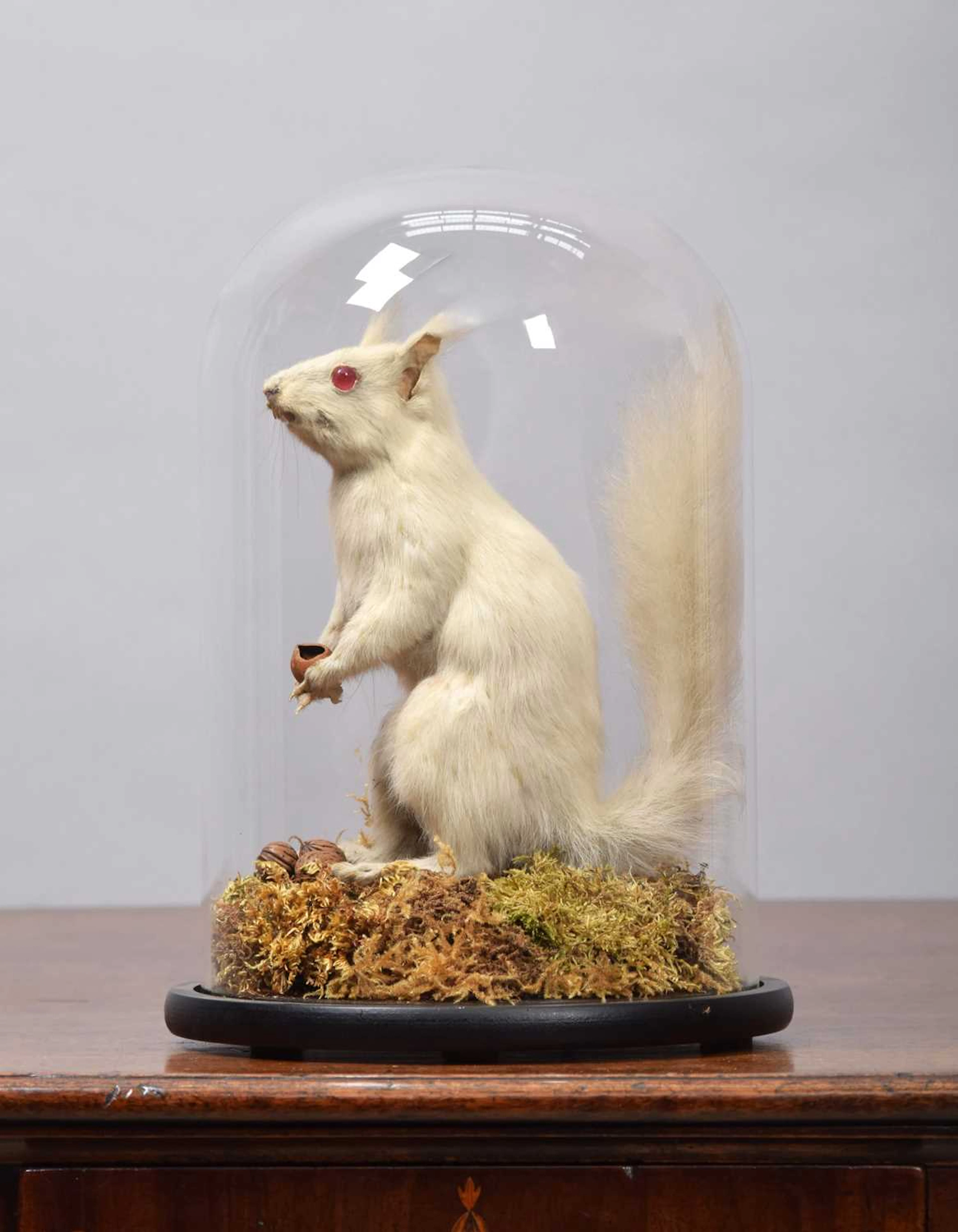 Taxidermy: A Very Rare Albino Eastern Grey Squirrel (Sciurus carolinensis)