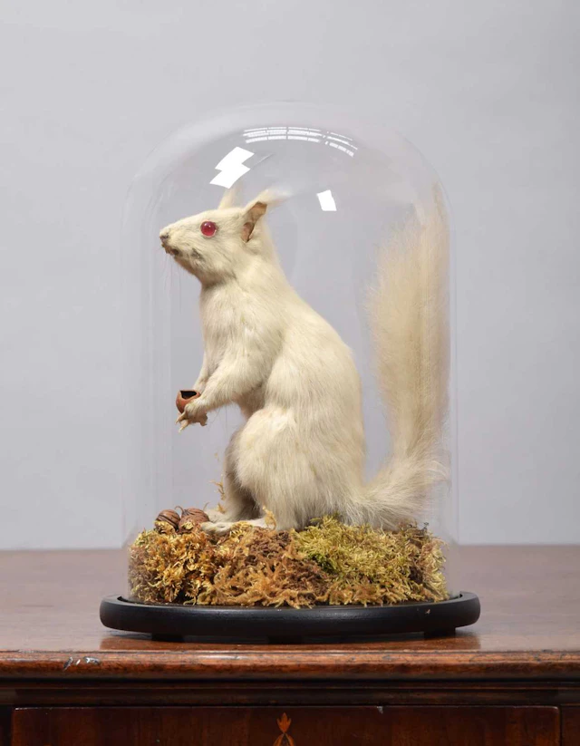 Taxidermy: A Very Rare Albino Eastern Grey Squirrel (Sciurus carolinensis)