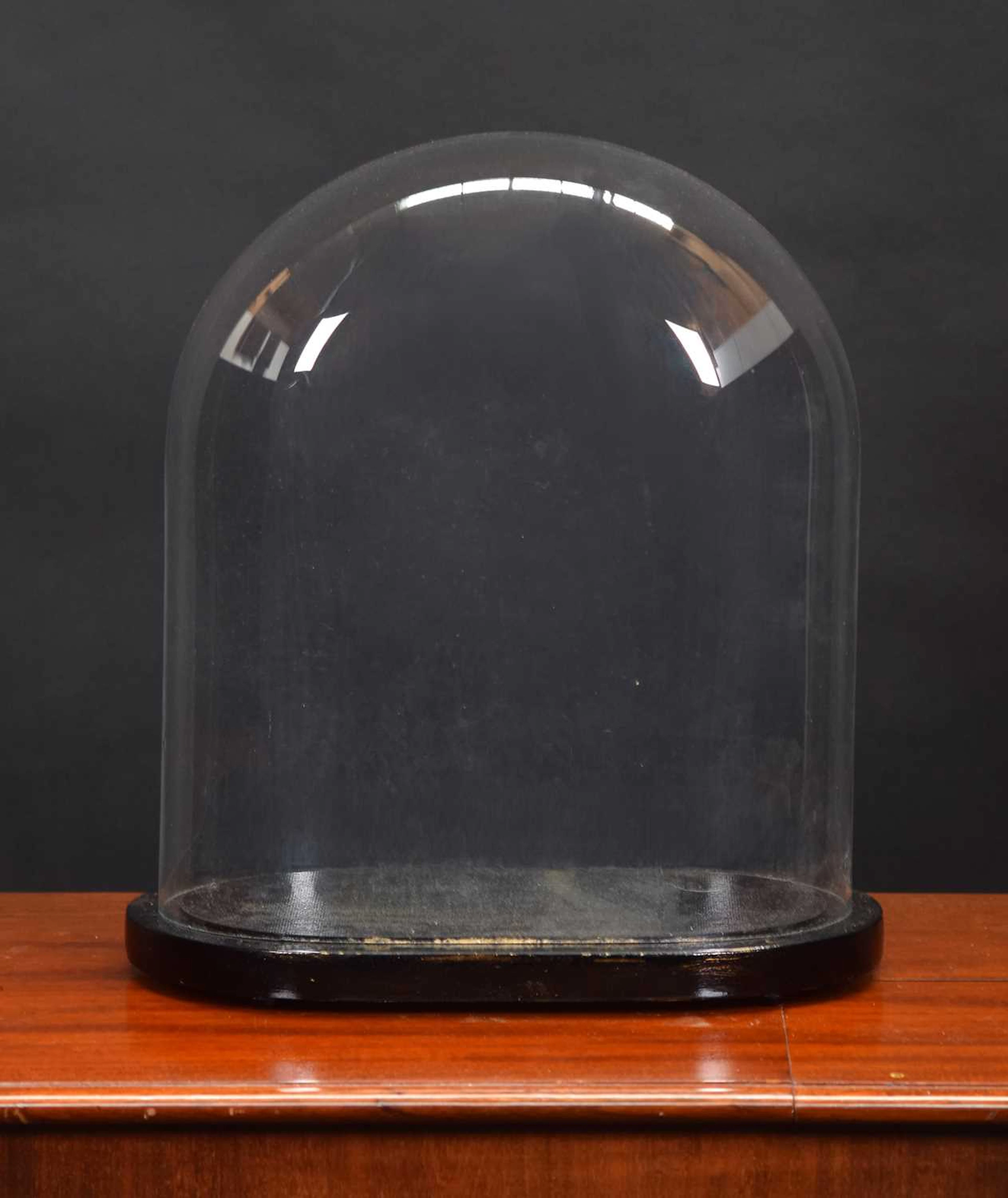Glass Dome: An Oval Glass Dome