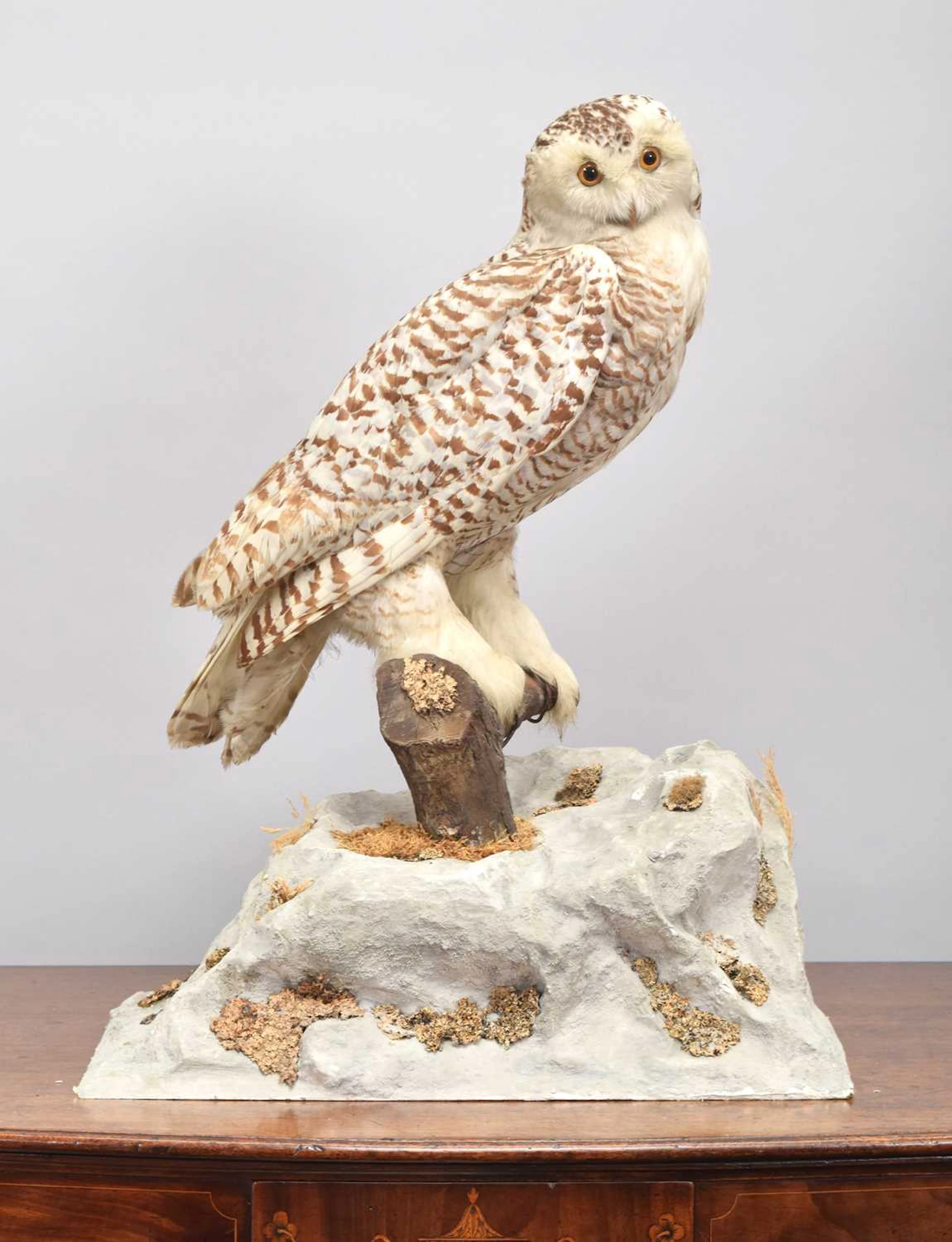 Taxidermy: A Late Victorian Snowy Owl (Bubo scandiacus), circa 1870-1900