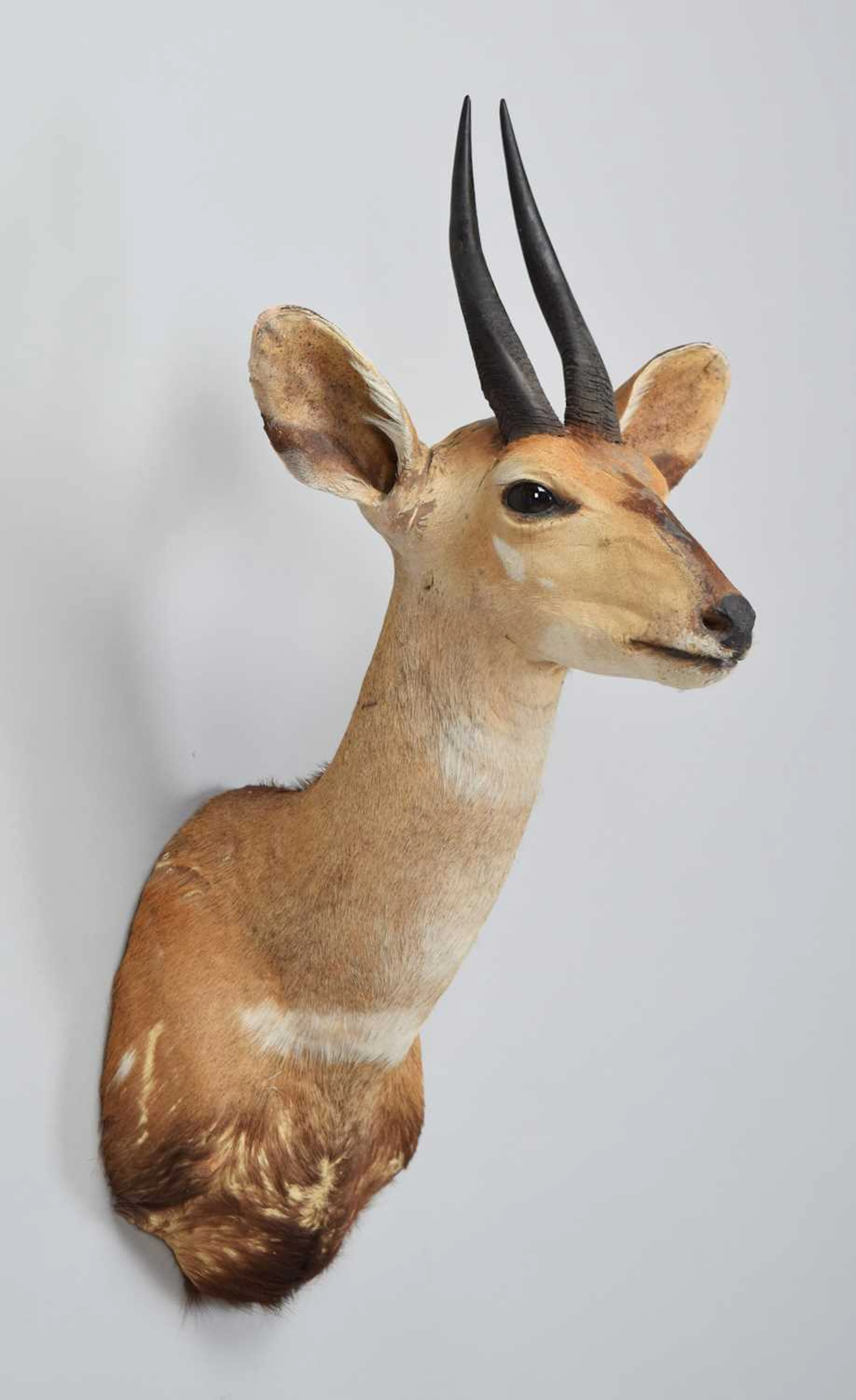 Taxidermy: Cape Bushbuck (Tragelaphus sylvaticus), modern, South Africa