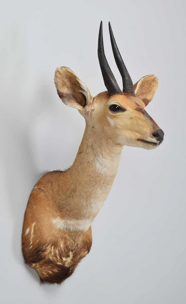 Taxidermy: Cape Bushbuck (Tragelaphus sylvaticus), modern, South Africa