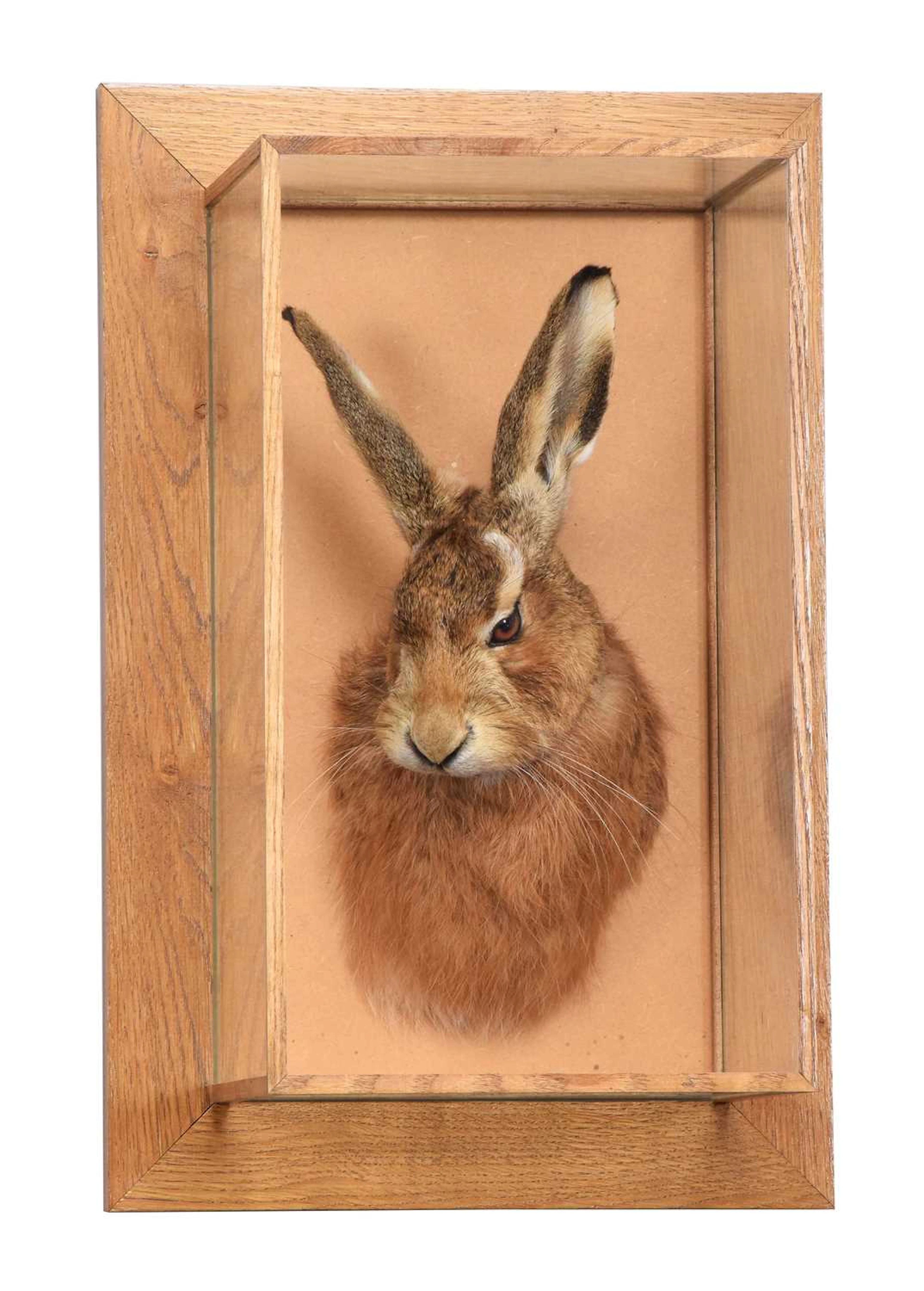 Taxidermy: European Brown Hare (Lepus timidus), modern, by A.J. Armitstead
