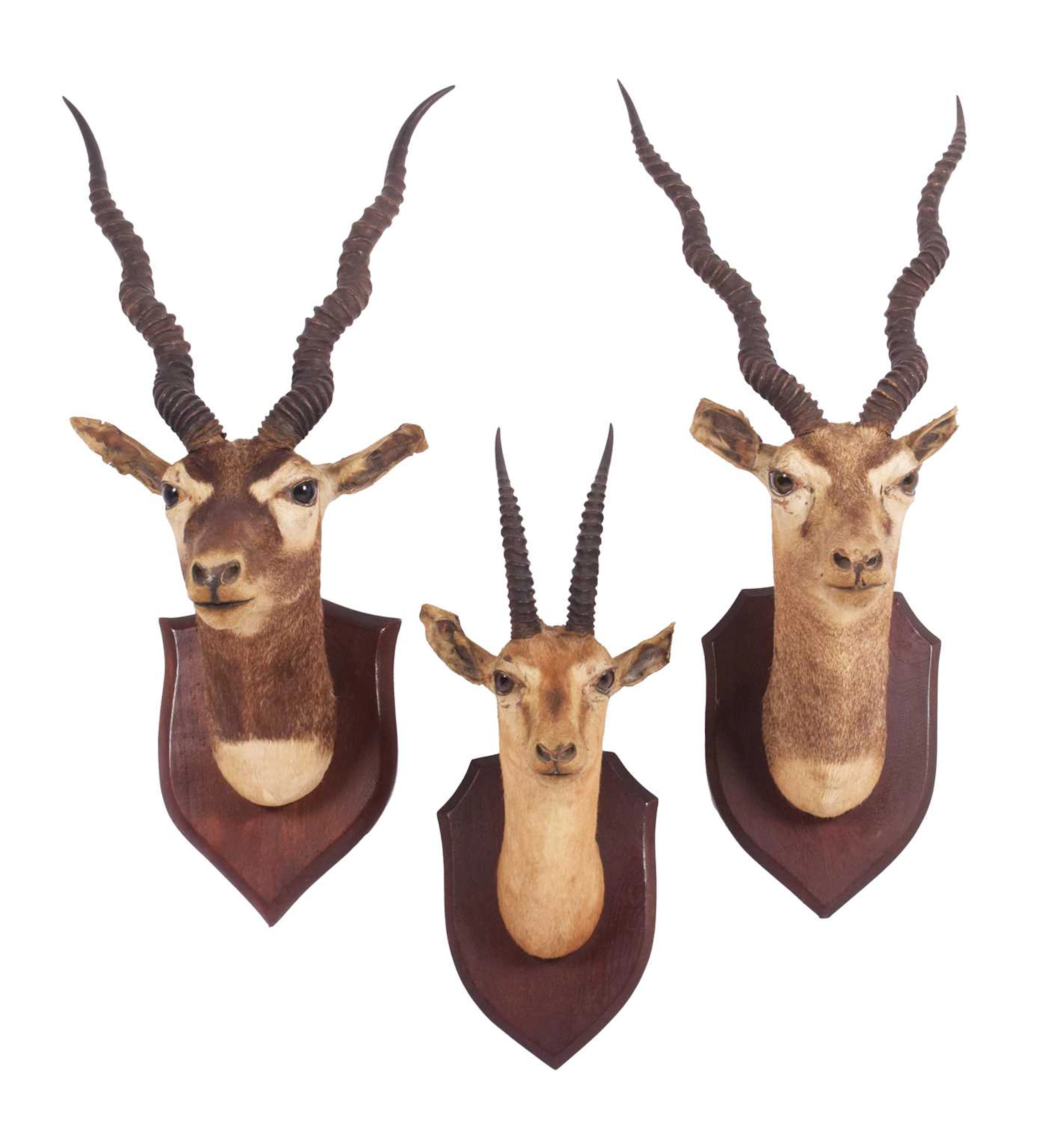 Taxidermy: A Pair of Rajputan Blackbucks and a Deccan Chinkara, by