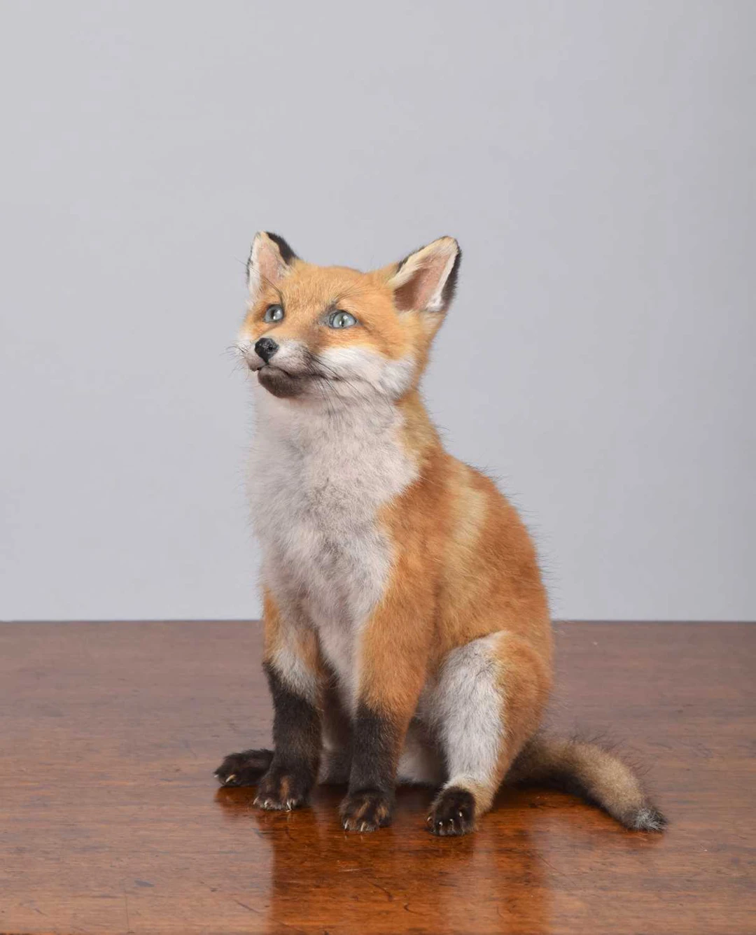 Taxidermy: European Red Fox Cub (Vulpes vulpes), modern, by Brian