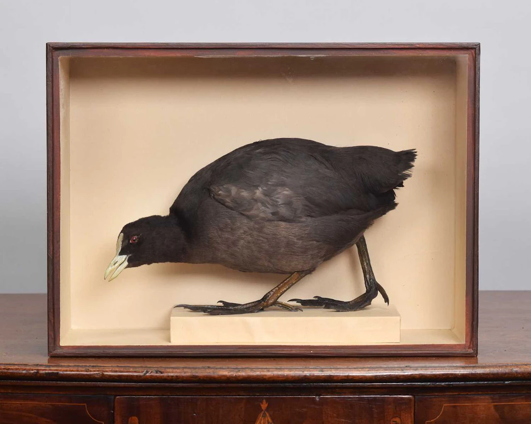 Taxidermy: A Cased Common Coot (Fulica atra), early 20th century
