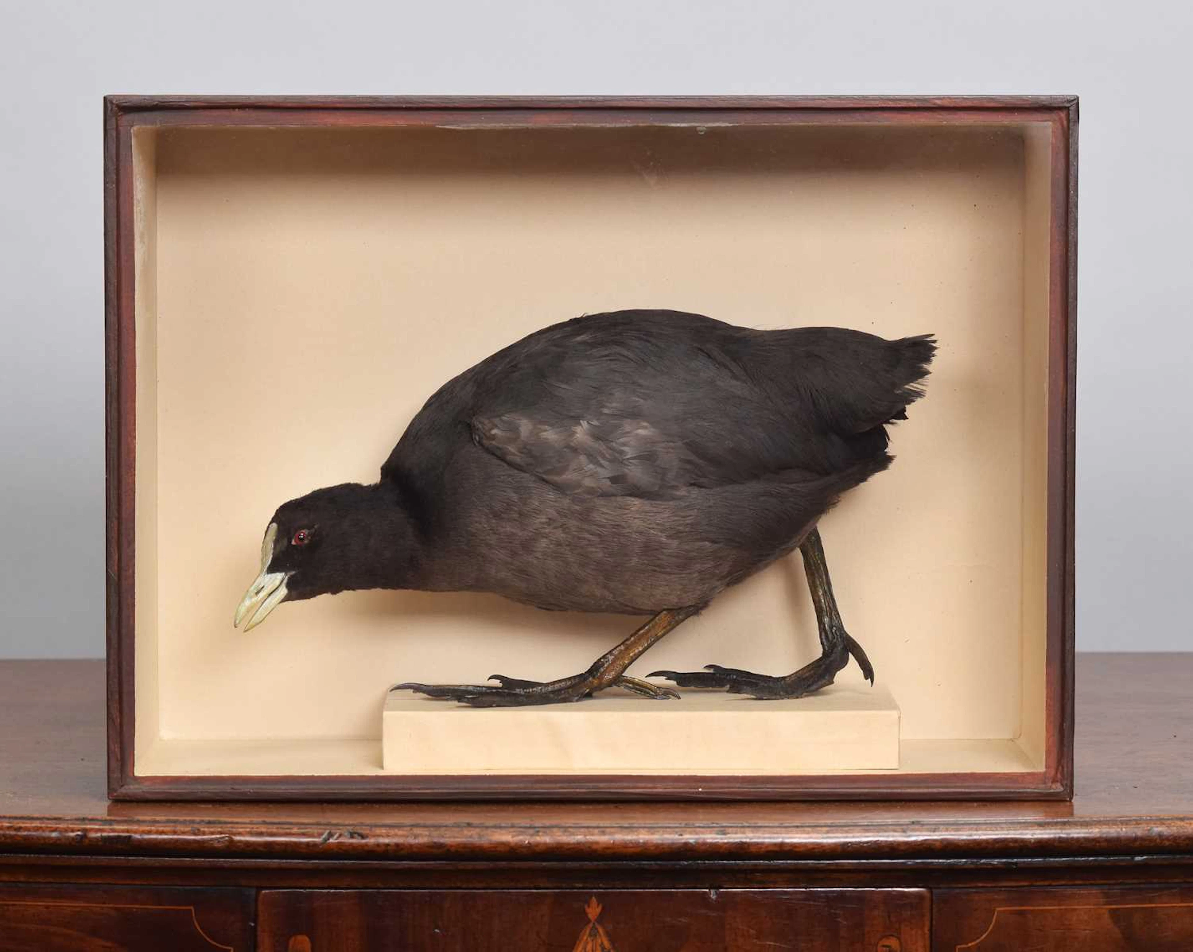 Taxidermy: A Cased Common Coot (Fulica atra), early 20th century