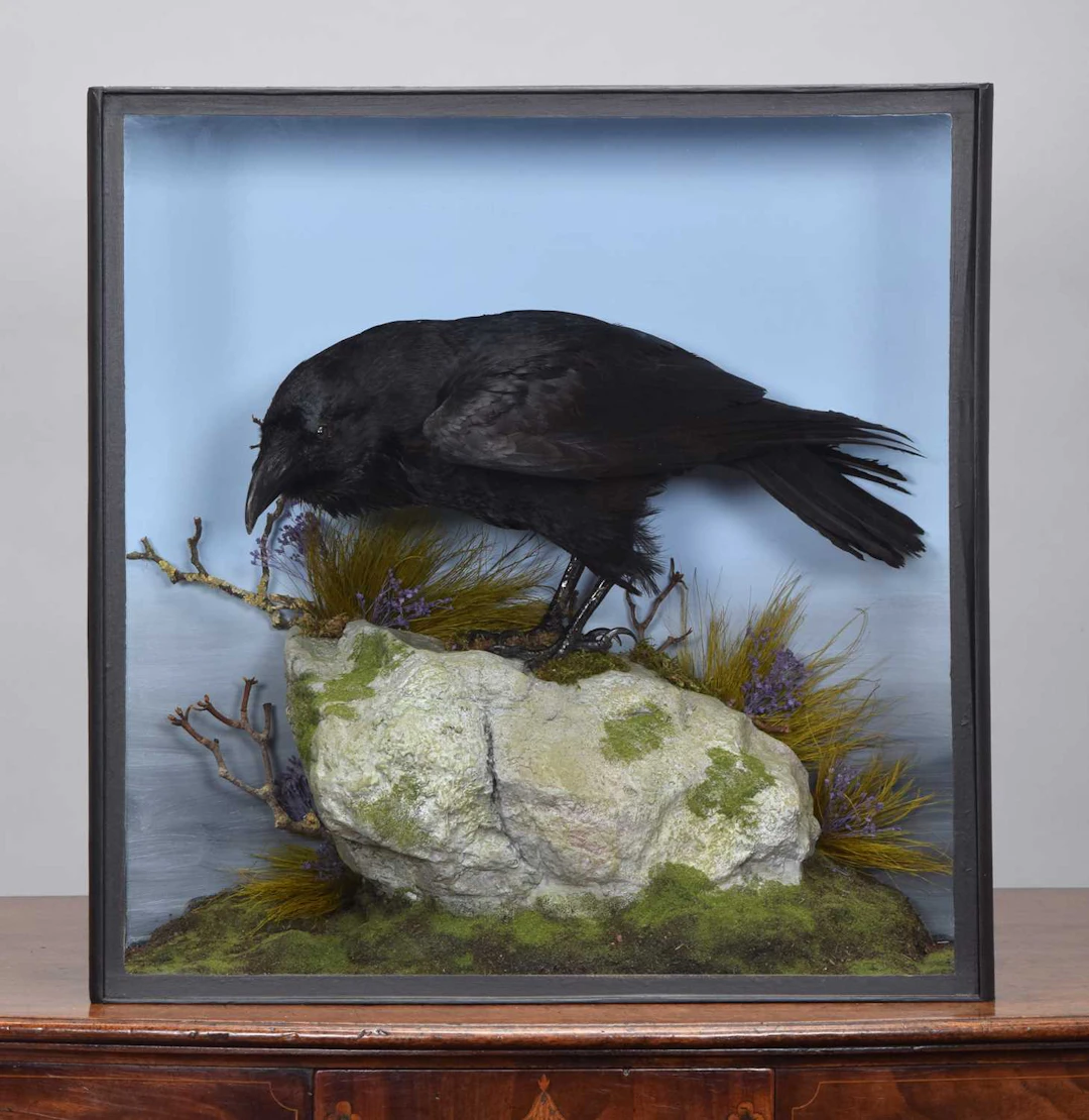Taxidermy: A Cased Common Raven (Corvus corax), dated 2026, Achentoul