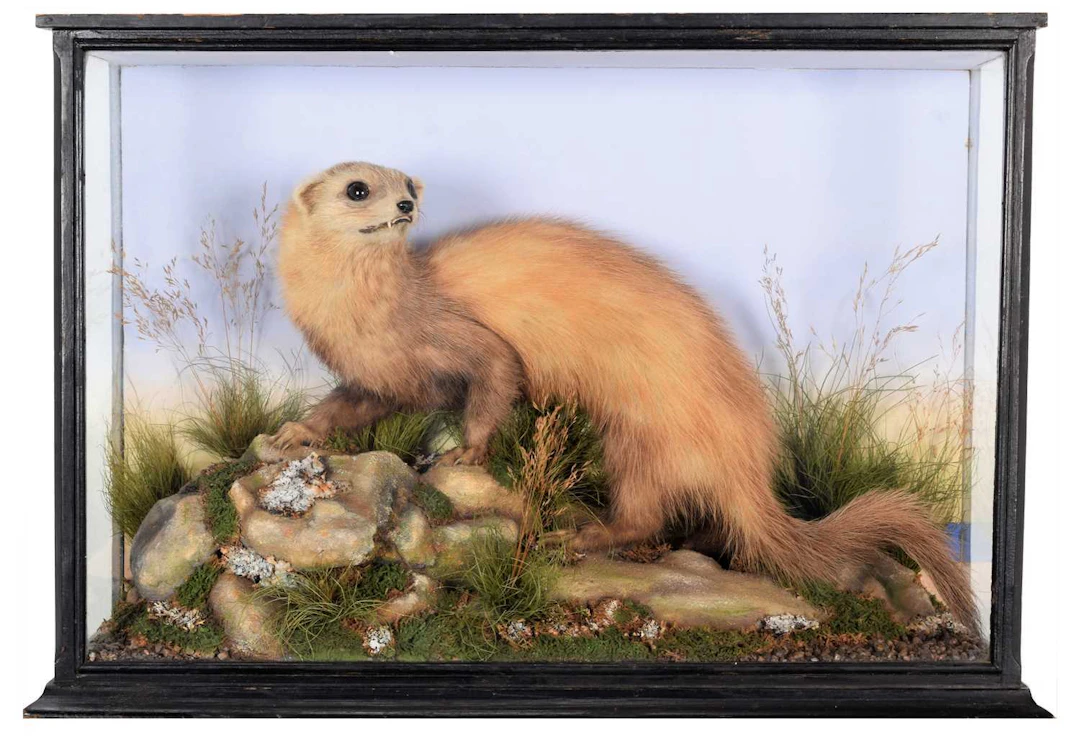 Taxidermy: A Late Victorian Cased Polecat (Mustela putorius), by W.A.