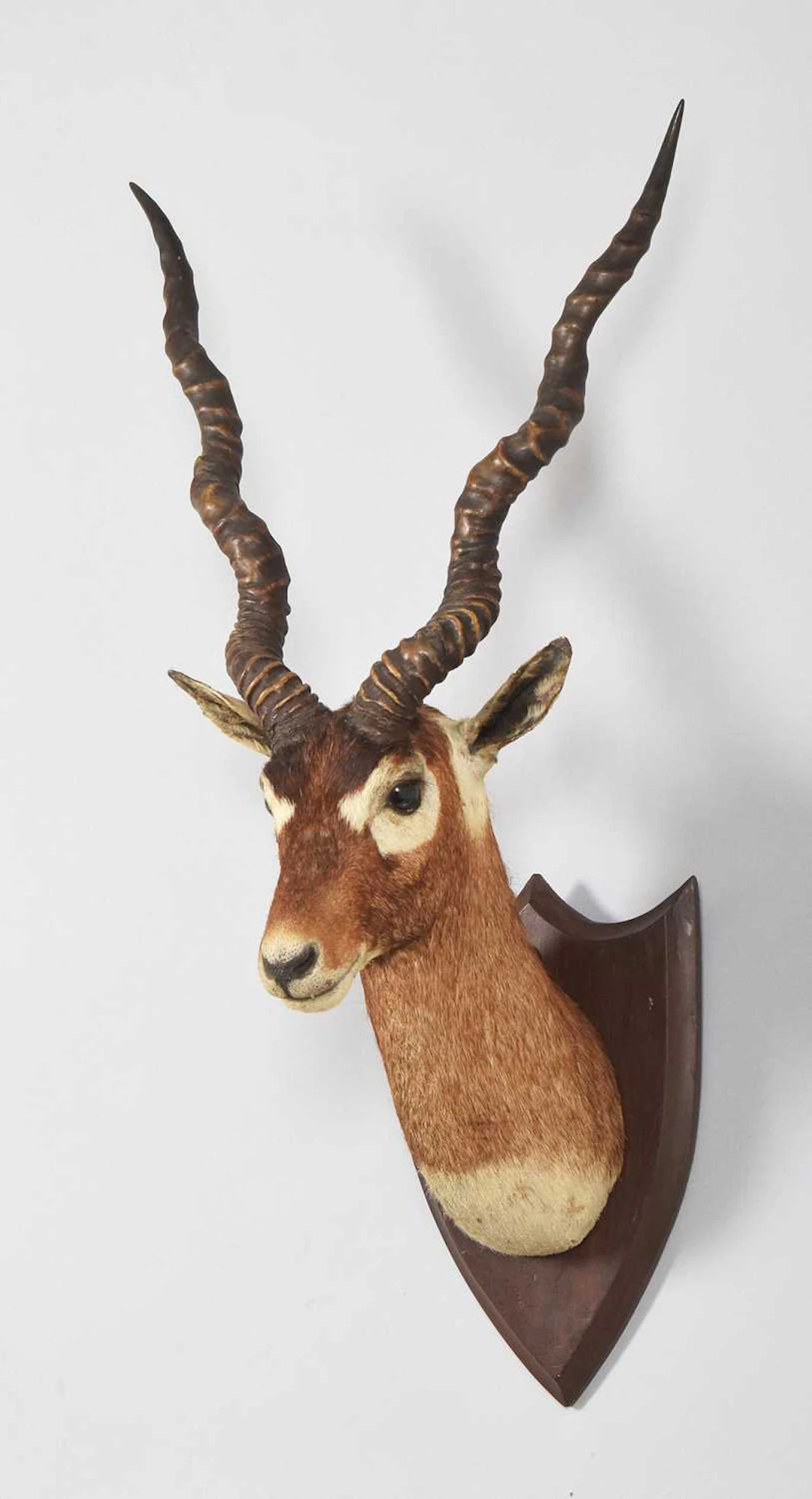 Taxidermy: Rajputan Blackbuck (Antilope cervicapra), early 20th century