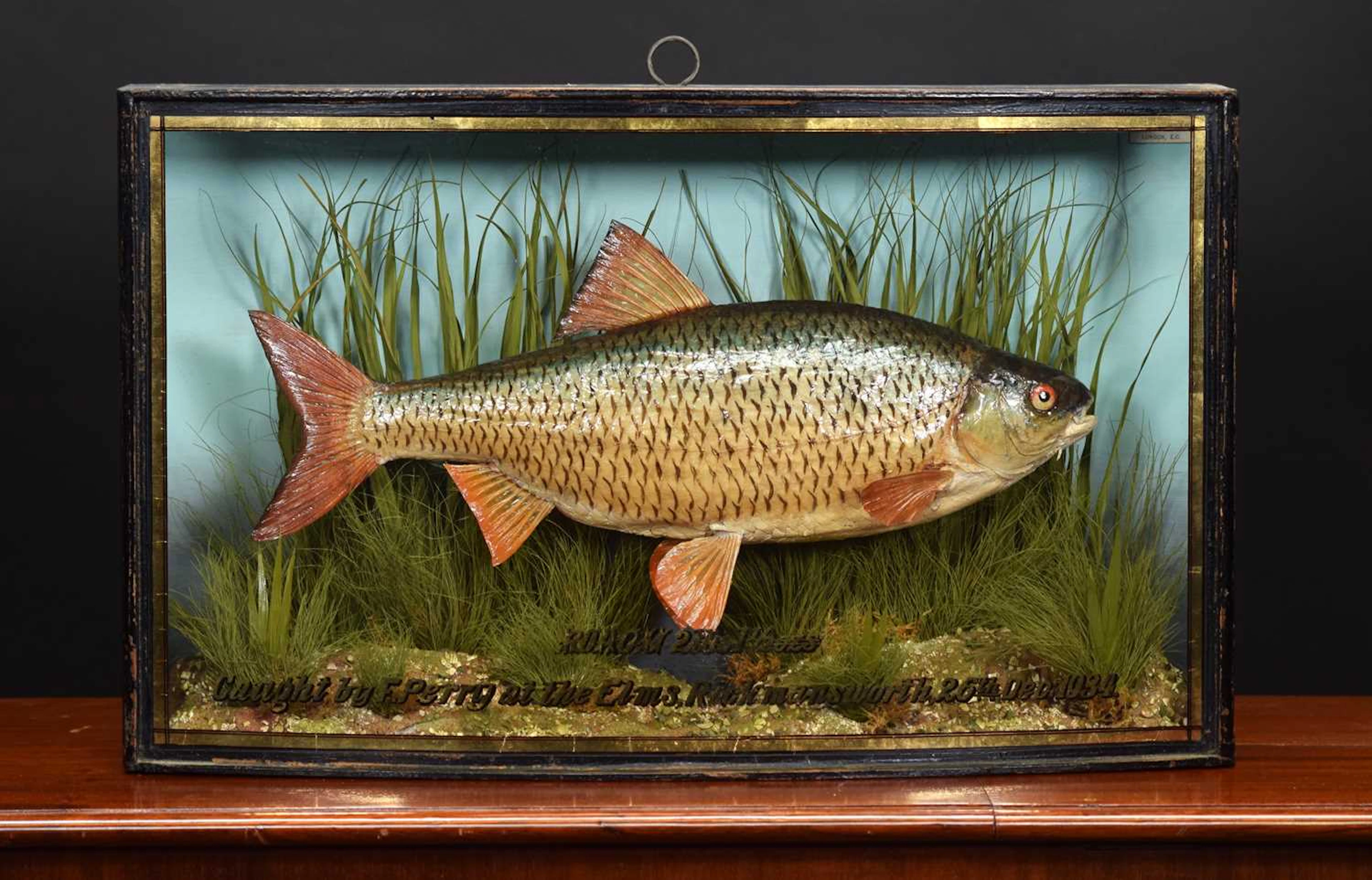 Taxidermy: A Cased Common Roach (Rutilus rutilus), dated December
