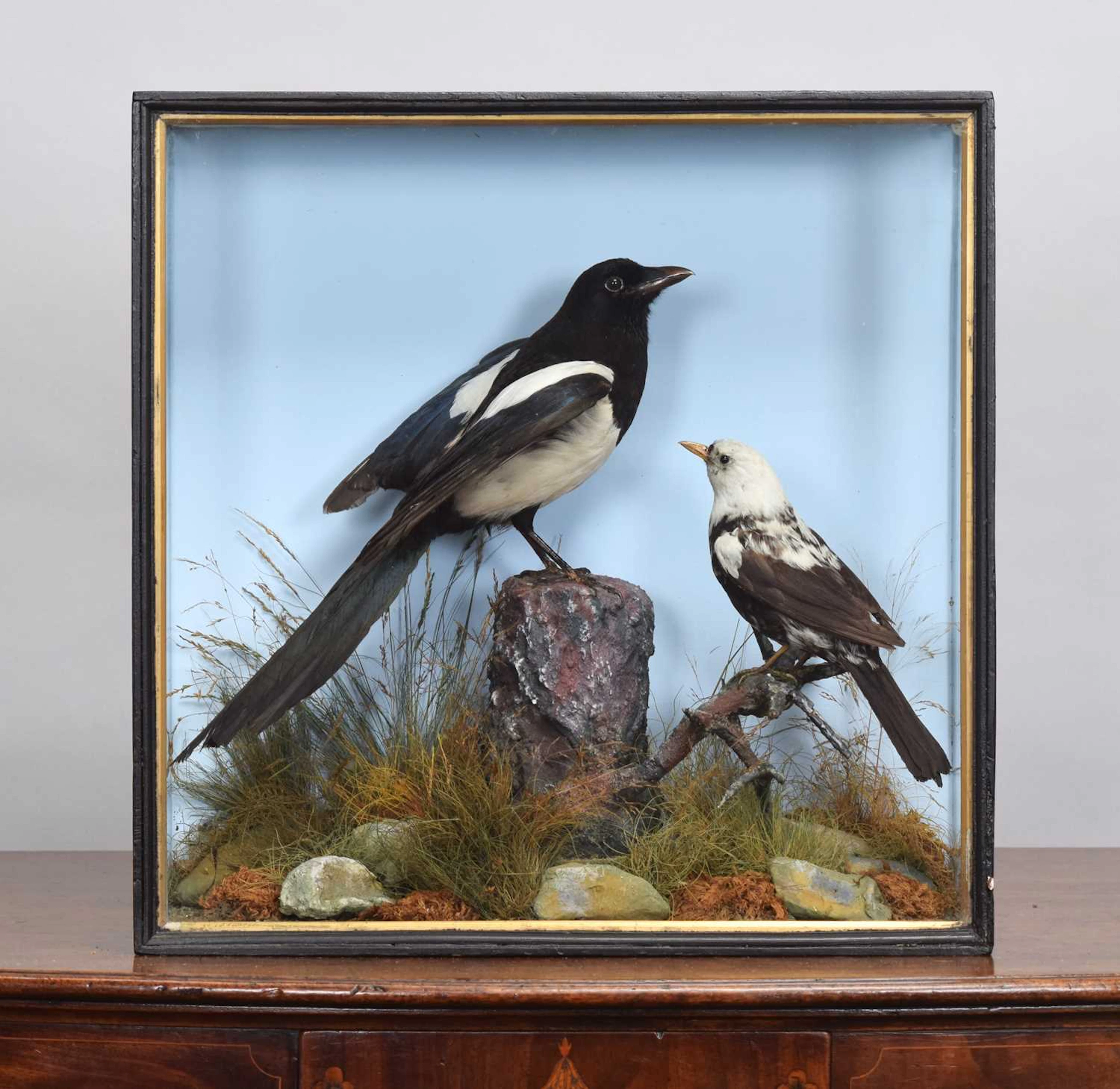 Taxidermy: A Cased Magpie and Leucistic Blackbird, circa 1900, by