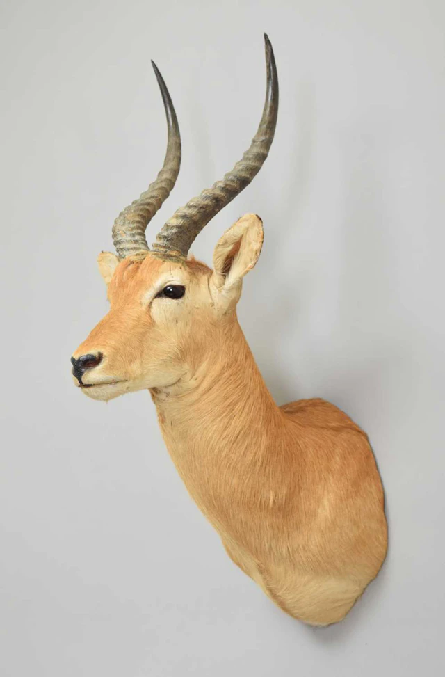 Taxidermy: Uganda Kob (Kobus thomasi), modern, by Colin Dunton, Taxidermy