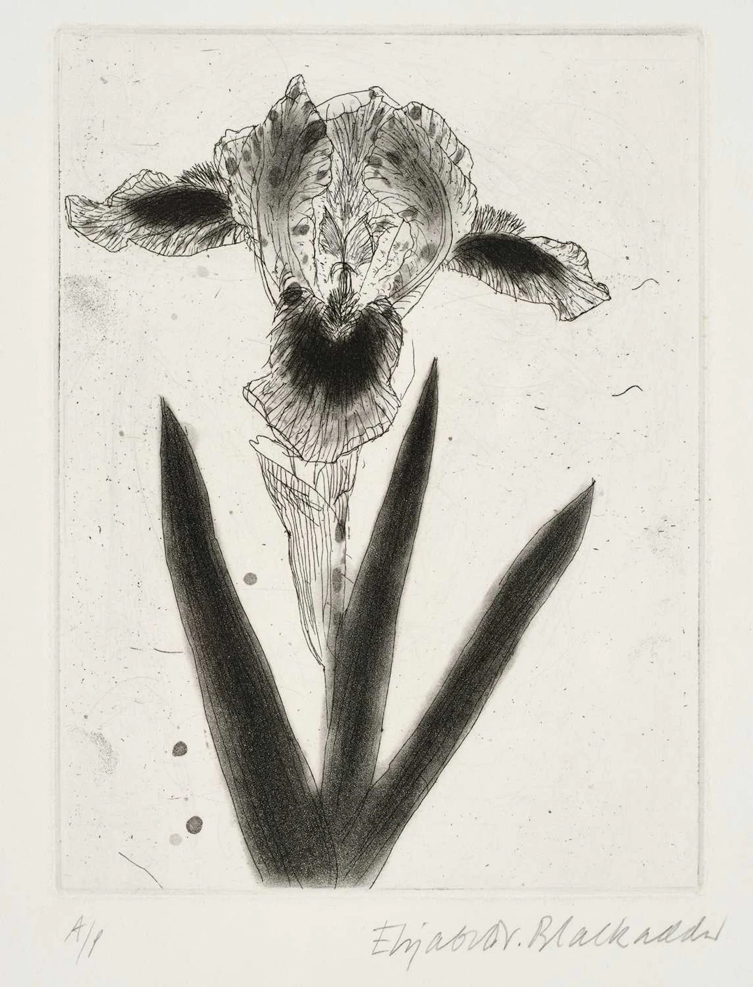 Dame Elizabeth Violet Blackadder DBE, RA, RSA (1931-2021) Scottish