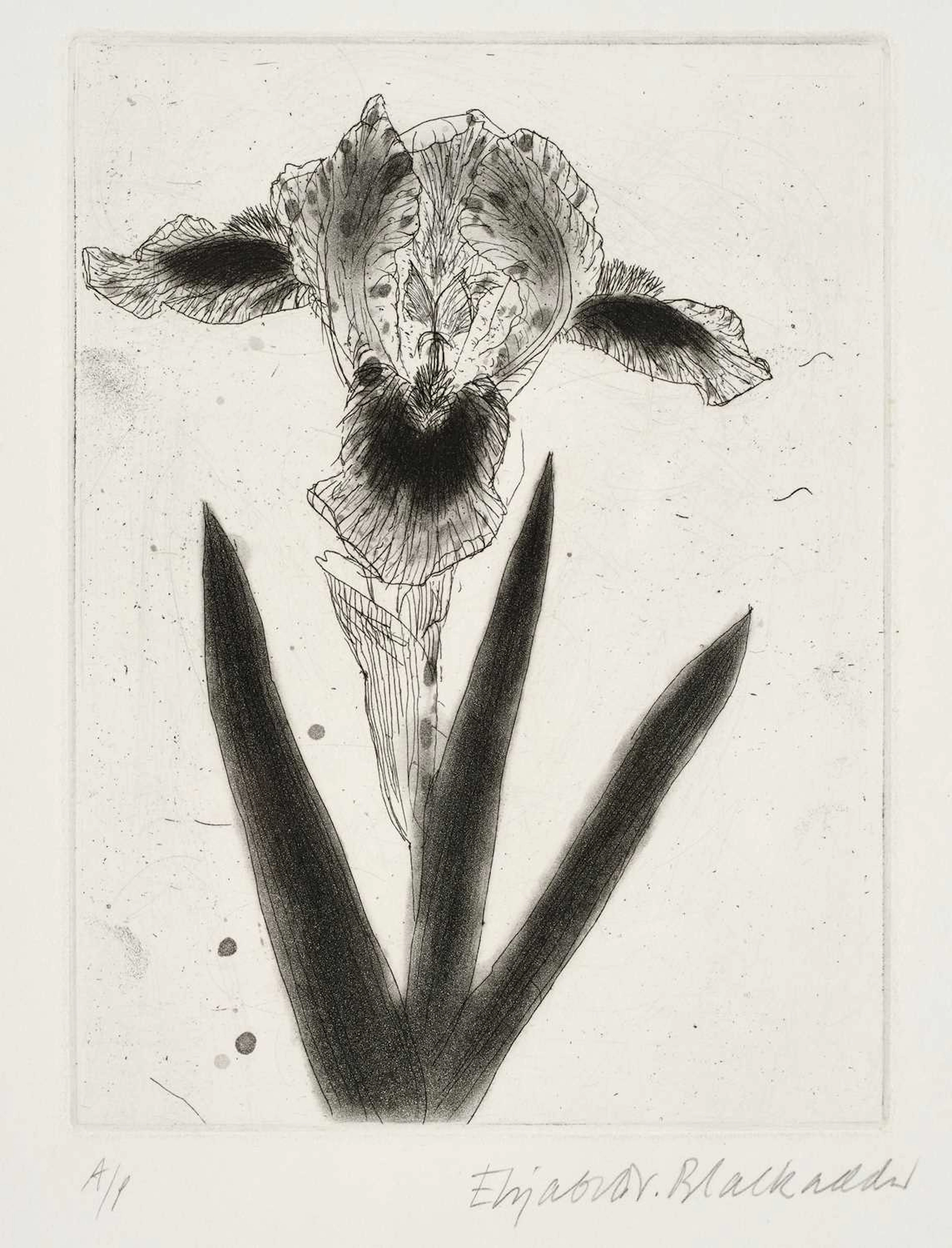 Dame Elizabeth Violet Blackadder DBE, RA, RSA (1931-2021) Scottish
