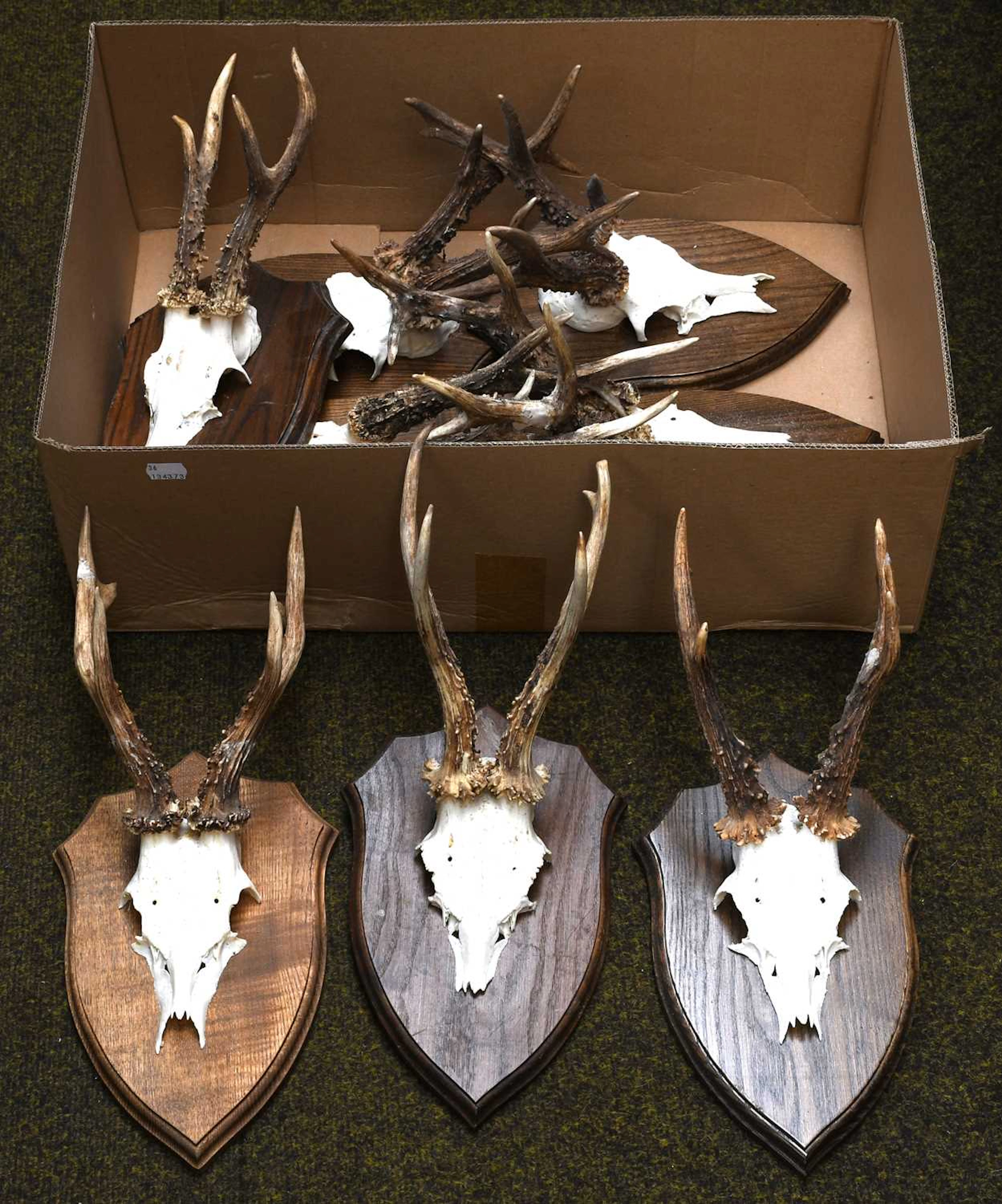 Antlers/Horns: A Group of Large Medal Class Roebuck Antlers (Capreolus