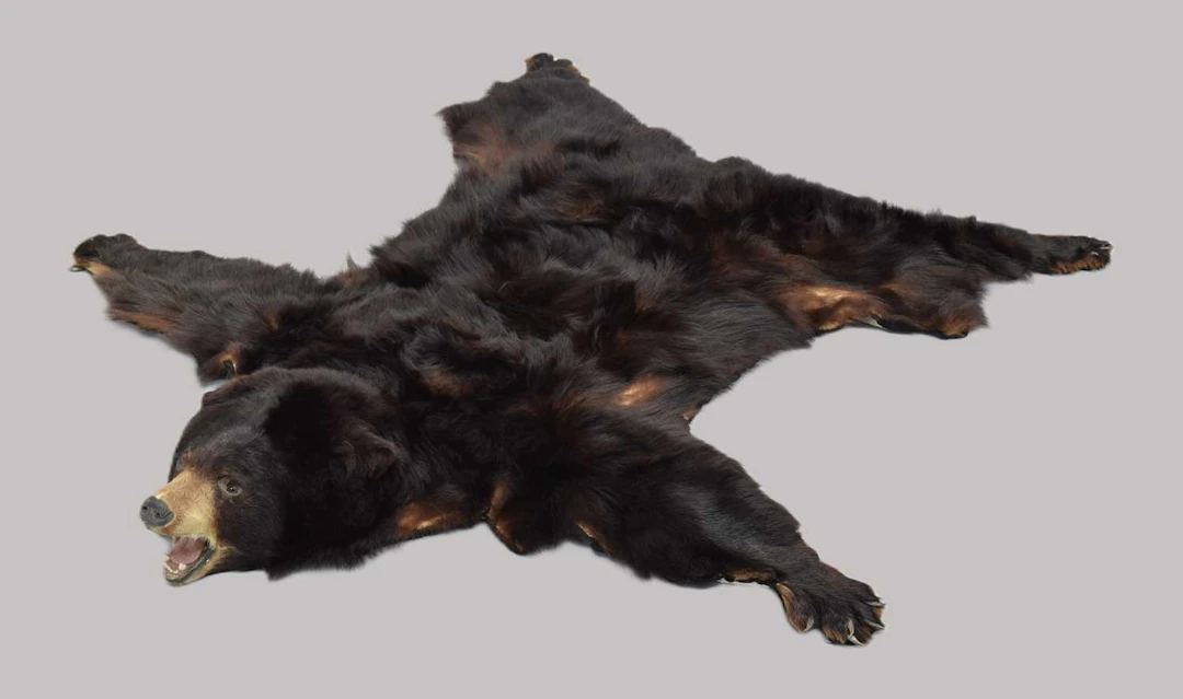Taxidermy: North American Black Bear Skin Rug (Ursus americanus)