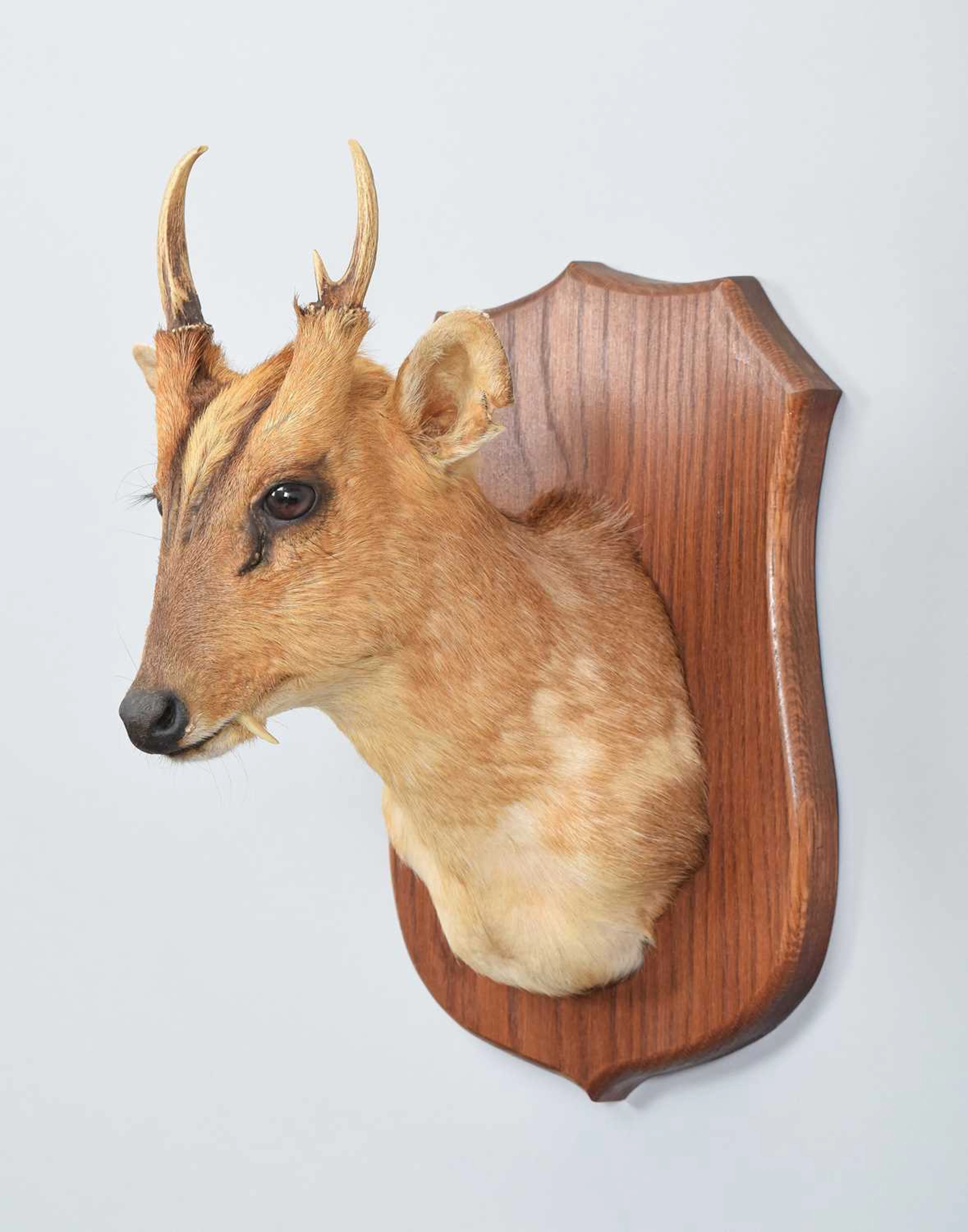 Taxidermy: Reeves's Muntjac Deer (Muntiacini), (Muntiacini), modern