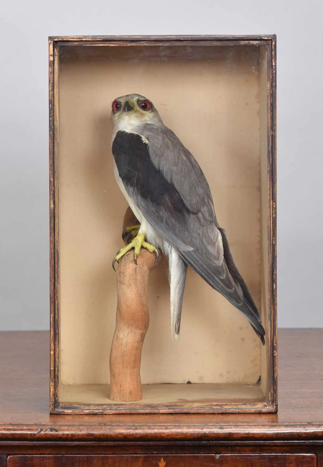 Taxidermy: A Late Victorian Cased Black-shouldered Kite (Elanus axillaris)