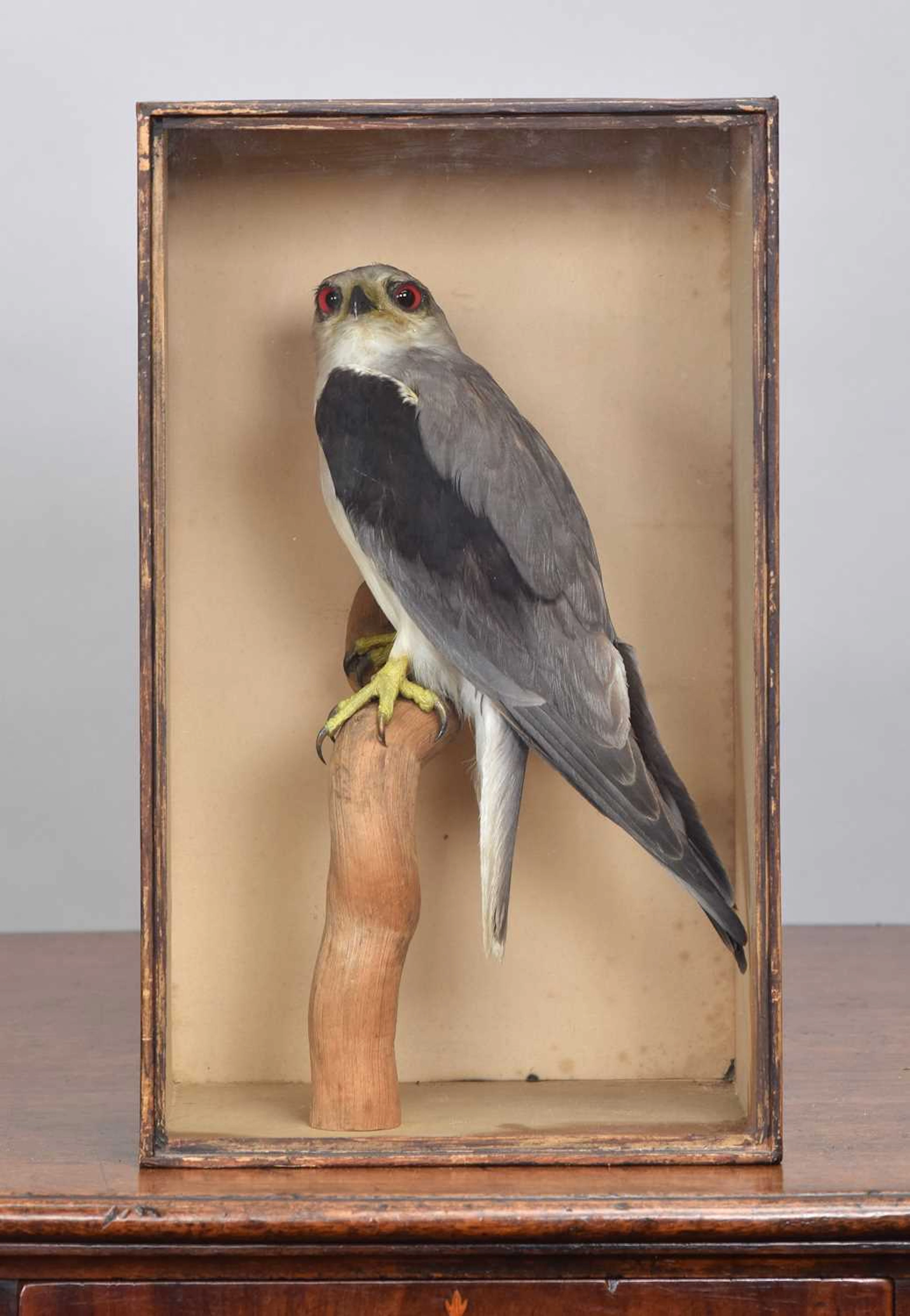 Taxidermy: A Late Victorian Cased Black-shouldered Kite (Elanus axillaris)
