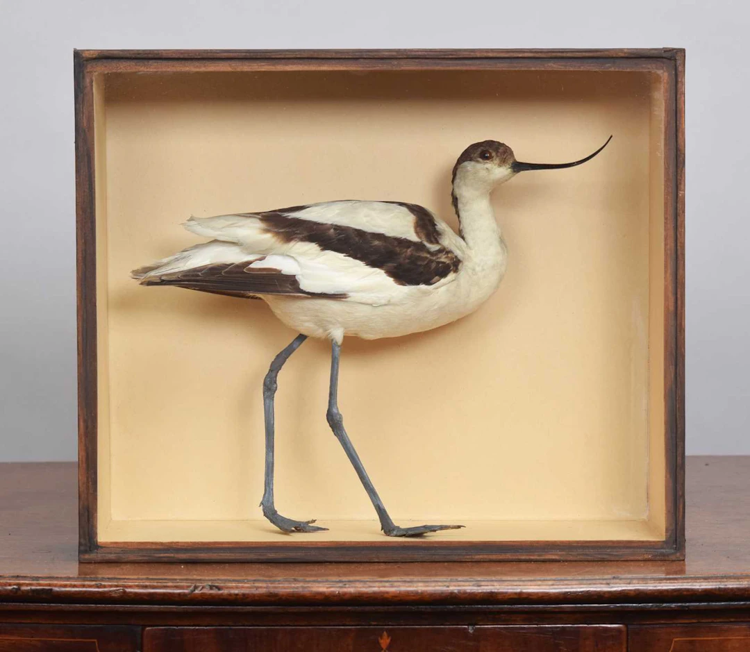 Taxidermy: A Cased Pied Avocet (Recurvirostra avosetta), early 20th