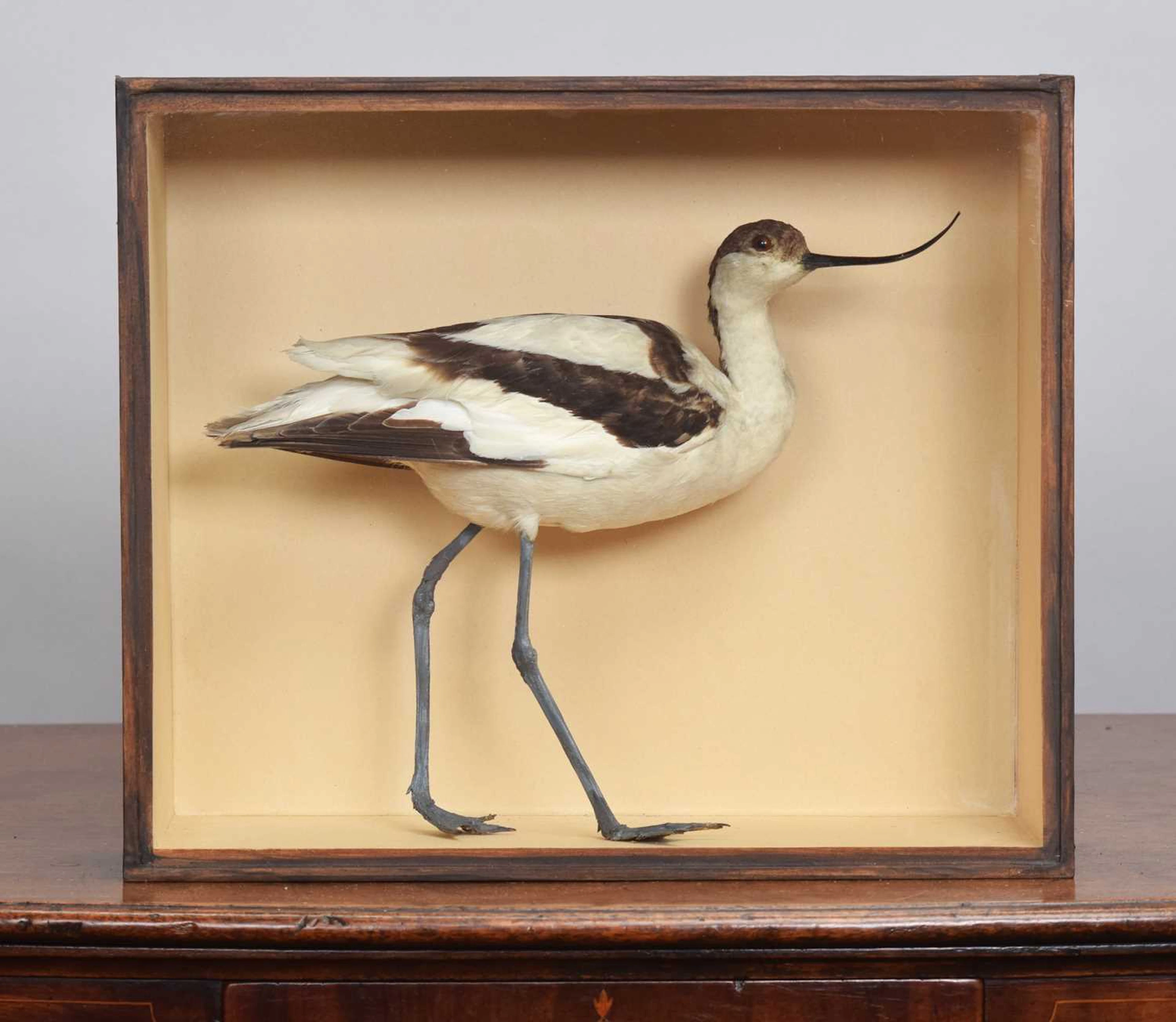 Taxidermy: A Cased Pied Avocet (Recurvirostra avosetta), early 20th