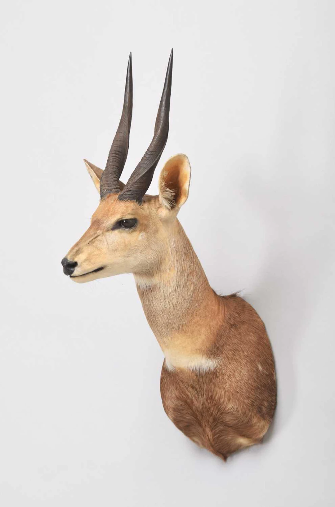 Taxidermy: Cape Bushbuck (Tragelaphus sylvaticus), dated 1999, by